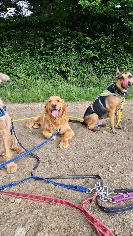 🐾 1h de balade en 1 minute de bonheur 🐶✨
6 copains en pleine nature, des jeux, des courses, des roulades et beaucoup de joie ! 🌸
Chez Dog Trotter, on ne fait pas que marcher en laisse : on explore, on joue, on se dépense, on vit le moment à fond, toujours en sécurité, et toujours dans la bonne humeur ☀️
🎥 Chaque promenade est une aventure, des liens se créent, les queues remuent, les truffes reniflent… et moi, je profite du spectacle 😀
💚 Merci à mes fidèles compagnons du jour pour leur énergie et leur confiance 🐕
Bo, Aira, Sokrates, Lucky, Yara & Rhéane 💕
📣 Il reste quelques places pour les balades régulières !
👉 Envie que votre chien rejoigne l’aventure ? Écrivez-moi 🐾
#dogtrotter #letzebuerg #servicespourchiens #dogwalker #luxembourg #chiensheureux #naturelovers #promenades #copains #bonheur❤️