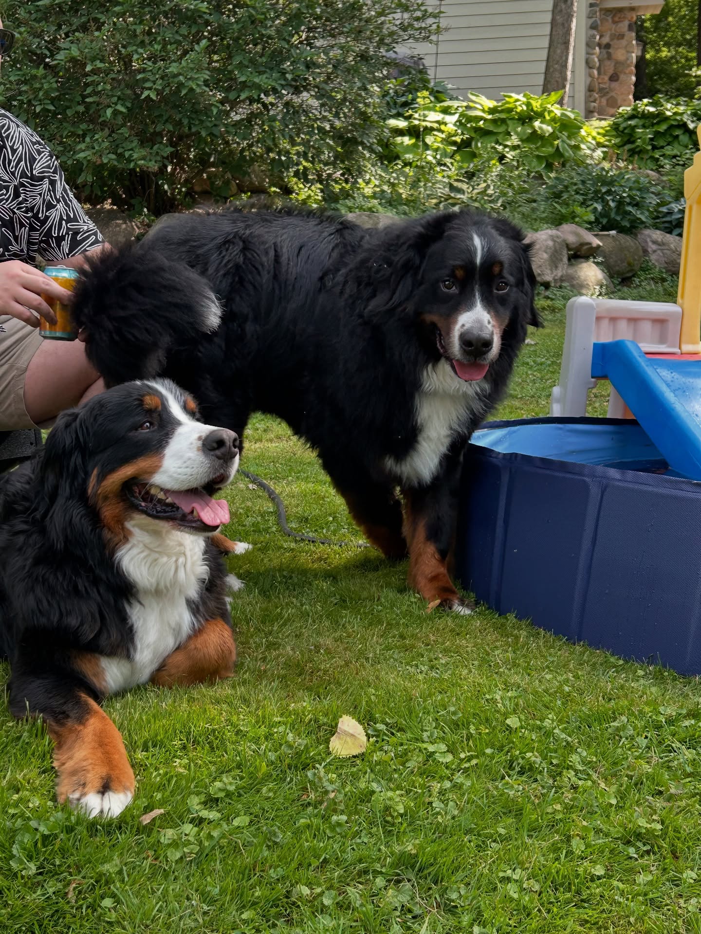 Summer at our new house 💦
B&E are enjoying the baby pool but soon they will get to swim in the lake here!
We are loving having a big backyard for the boys to roam around in. Ernie especially is enjoying a bit more seclusion than the city. Bert is still kind of wondering when we will go home…
Have a good weekend, pals!