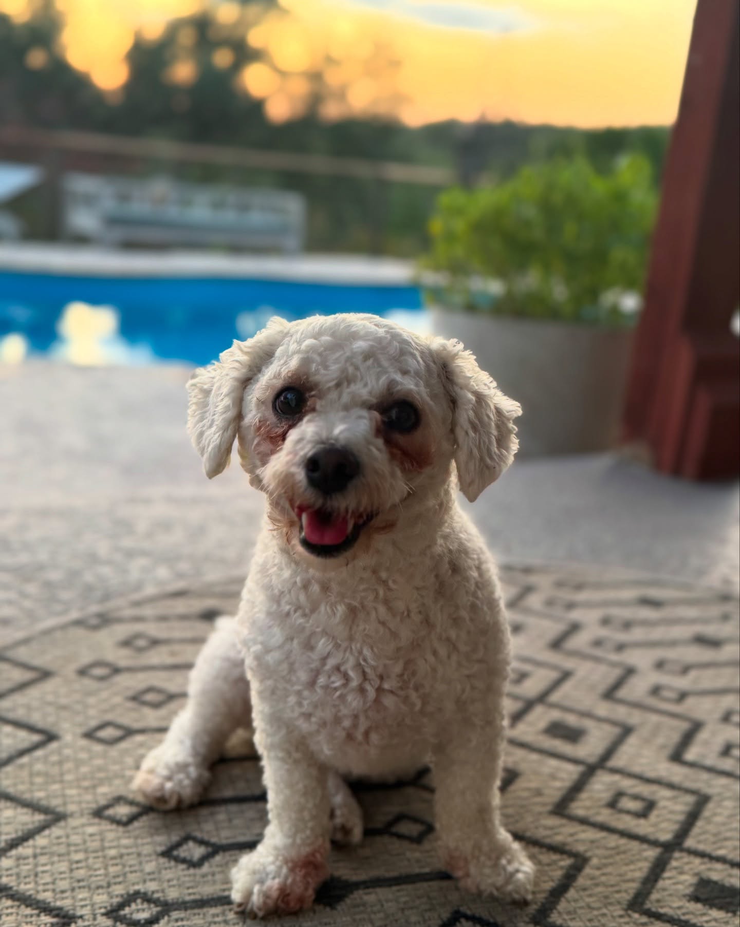 Snowball in the sunset ❄️🌅
#boerne #fairoaksranch #dogs #petsitters