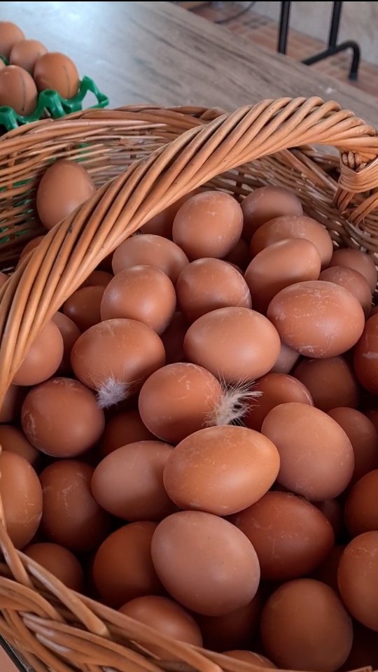 ¿Conoces nuestras tres variedades de huevos ecológicos? 🥚
Te presentamos nuestras tres especialidades, únicas y llenas de sabor:
Huevos ecológicos de Gallina Castellana Negra
Certificados 100% Raza Autóctona en peligro de extinción. Son huevos gourmet, escasos y exclusivos, de color blanco y forma alargada. Su sabor intenso y su alto valor nutricional los convierten en una auténtica joya gastronómica.
Huevos ecológicos de Gallina Murciana
También certificados como Raza Autóctona 100% en peligro de extinción. Estos huevos son muy apreciados por su color crema y su yema densa y cremosa. Una delicia difícil de encontrar.
Huevos ecológicos de gallinas ponedoras
Huevos de color marrón, con una textura y sabor excepcionales. Nuestras gallinas viven en semilibertad, alimentadas de forma natural y cuidadas con el máximo bienestar.
🐔 Todos nuestros huevos proceden de nuestra finca ecológica en plena sierra de Bullas, donde las gallinas viven felices, libres y sanas. Y eso se nota en cada huevo.
El sabor auténtico de los huevos de siempre. 🥚❤️
¿Cuál es tu favorito?
¿Te gustaría que organizáramos una cata para probarlos todos? 🐔
#HuevosEcológicos #GallinaMurciana #CastellanaNegra #HuevosGourmet #VidaRural #GanaderíaExtensiva