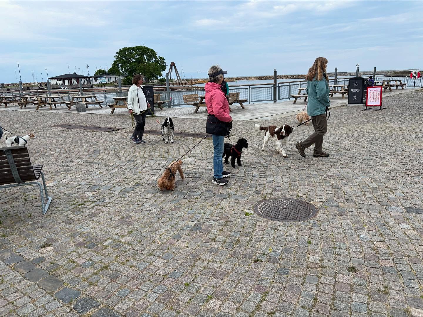 Jaha, det regnar just nu.
Men vem vet vad som händer om 10 minuter eller kl.15 när vi skall gå vår mysiga söndagspromenad.
Vi träffas som vanligt vid Hamnkiosken
Alla ekipage är välkomna
Medlemmar i SimBK hänger med gratis och övriga betalar 25kr/gång eller 10-kort för 200kr
Välkomna
//Yvette 🐾🐾