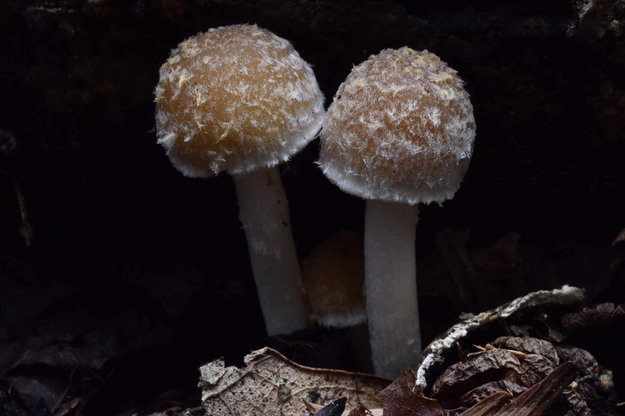"Psathyrella sp." by Peter Vahlberg
Found at Sanborn County Park under a log.
Date: April 16, 2019
Camera: NIKON CORPORATION NIKON D5600
ISO Speed: 400
Exposure: 1.00 sec
Focal Length: 60 mm
Aperture: f/25.0
Flash Used: No
#mushroomphotography