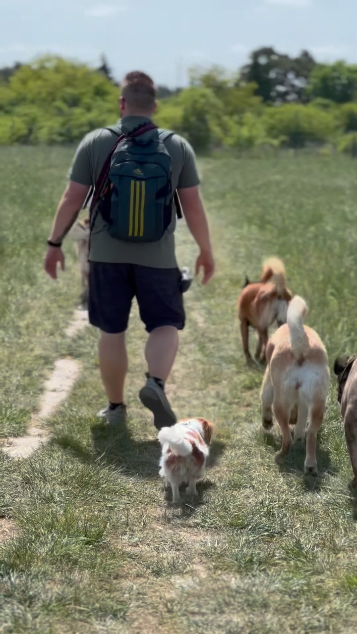 Ein Tag Dog Walking à la JustHelp - Wir nehmen dich mit! 🤗
Jeder Tag startet natürlich mit ganz viel Herz, Struktur und jeder Menge Hundeliebe. 🫶🏻
Zwischen 9 Uhr und 11 Uhr sammeln wir alle Fellnasen ein, die für den jeweiligen Tag angemeldet sind. Mittwoch ist aktuell unser vollster Tag und jeder einzelne Hund bringt seinen ganz eigenen Charakter mit.
Wir lieben diese bunte Mischung! 😍
Wenn alle an Bord sind, fahren wir zu einer unserer vielen Dog Walking Locations. Dort dürfen die Hunde toben, schnuppern oder einfach nah bei uns bleiben – ganz wie sie möchten. Alles wird für dich als Hundehalter getrackt, damit du weißt, was dein Hund erlebt hat. 👍🏻
Die Runde dauert meist 1,5 bis 2 Stunden - Je nach Gruppenkonstellation und Wetterlage. Ausreichende Pausen planen wir natürlich ein! 💦
Jeder Hund wird einzeln und persönlich nach Hause gebracht. Du kannst deinen Hund entweder in Empfang nehmen, oder unseren versicherten Schlüsselservice nutzen.
Was uns wichtig ist: Wir betreuen jeden Hund so, wie wir es uns für unseren Hund wünschen würden! Das ist unser Anspruch und unser täglicher Antrieb unseren Service stets zu verbessern. 🙏
📹 @vanessa.lsn
#hundeschule #dogschool #justhelpberlin #dogtraining #hundetraining #hundeglück #dogwalking #dogwalkinglife #dogwalkingservice #dogwalkingadventures #dogwalker