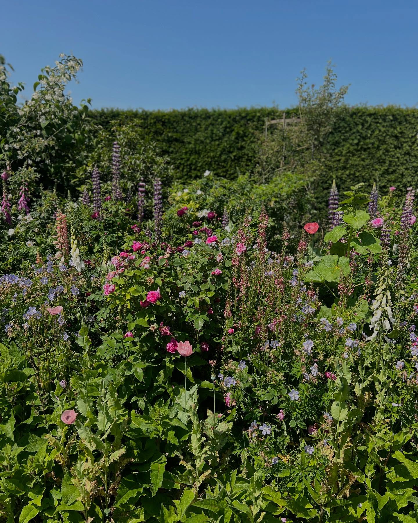 @houghton_walled_garden at its peak right now 💜
.
.
.
.
.
#norfolk #gardens #rhs #walledgarden