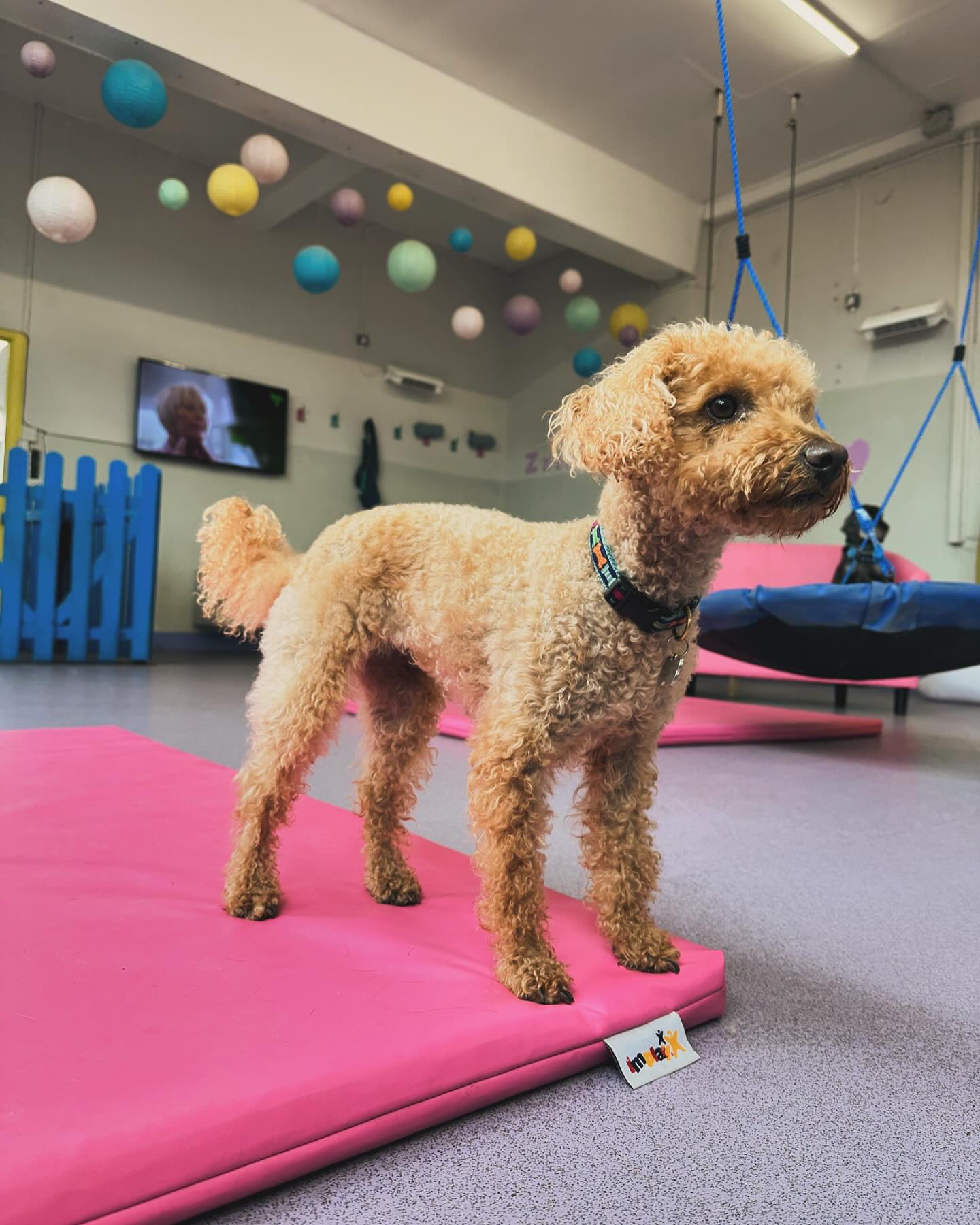 Mabel, our gorgeous girl 🩷 @janet.meg