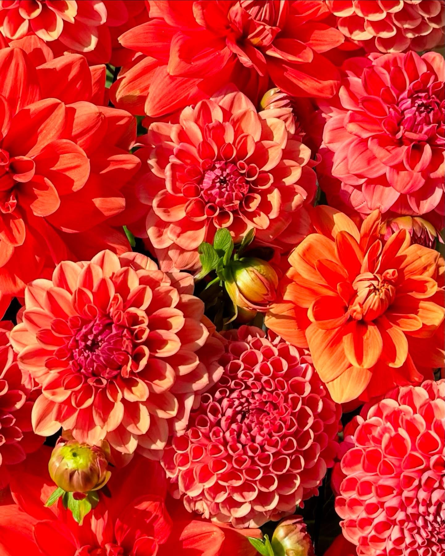 No filter needed for this stunning spread of dahlias 🌸 Can’t wait for the dahlia season to start!