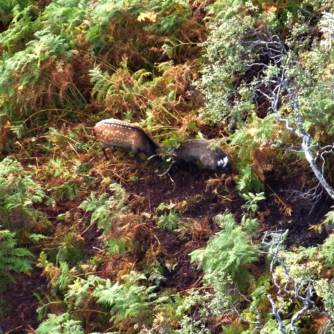 While surveying across the ranges of all six UK deer species, we’re fortunate to observe a wide range of behaviours. In this selection, you’ll see examples of males engaging in combat - either during the rut or in disputes over territory.
🦌 #DeerBehaviour #WildlifeSurveys #UKDeer #DeerRut #TerritorialBehaviour #WildlifeObservation #EcologyInAction #BHWildlifeConsultancy #NatureMatters #ConservationInTheField