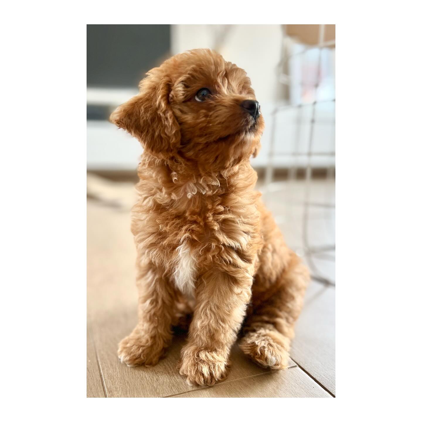 ✨ En toen waren we plots met vijf … ✨
Drie weken geleden verwelkomden we onze nieuwste “baby”: Polly 🐶
Ik had het nochtans meermaals gehoord: “Een pup in huis halen is zoals een baby erbij.”
En ik dacht elke keer... ach, hoe erg kan het zijn?
Wel… ik neem alles terug.😅
Ik heb intussen al vaker gedacht: twee kinderen opvoeden? Piece of cake. Een puppy? Halleluja!
Herkenbaar voor iemand? Of ben ik de enige die zich hier toch wat in vergist had? 😬
Gelukkig maakt Polly het allemaal meer dan goed met haar schattige blik en overload aan knuffels.
En net zoals onze twee dochters wordt ze hier groot gebracht met bergen liefde, veel plezier en af en toe wat extra geduld.😅
Hebben jullie ooit een pup in huis gehaald? Drop je beste (of grappigste!) tip hieronder. Alle advies welkom😅