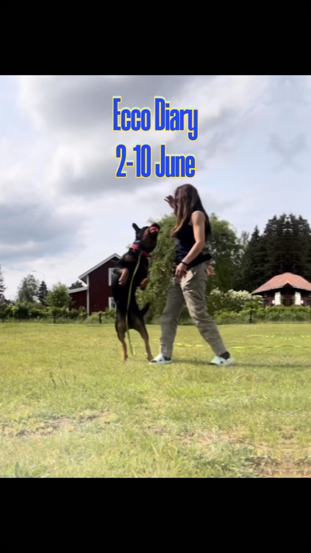 Ecco’s Diary June 2–10☀️
Picnics, training and carrying the Swedish flag
Mum says it’s supposed to be summer now, just because it’s June. Some days have been a bit too warm for my taste – although mum doesn’t quite agree. 😅
I joined my human sister’s school classes on a picnic. Lots of people! I wanted to play and at the same time keep an eye on my sister. Many wanted to say hi to me and I wanted that too, but I have to remember to stay calm since I’m kind of big. One boy came running straight at me with his hands ready to pat my head. He said he wasn’t afraid of dogs, but honestly, it’s a bit scary when someone runs right at me and mum like that. Now I understand even more why mum wrote that book about dogs and kids. 🐾📚
Speaking of play, everyone in the family plays something called badminton on the lawn. I’m not allowed to join in… but I keep a close eye on that little thing they hit back and forth. Just in case it needs to be rescued.
Luckily, I get to play plenty with mum anyway! We switch between training and play – and honestly, play rewards are even better than treats.
🎯 This week we trained:
– Send-out with toy: Mum throws a toy in front, we heel together, she says “go forward,” then “stop” – then I get to fetch it!
– Heeling with ball under her arm: I walk beside her until I hit the perfect rhythm – then she drops the ball as a reward.
– Drop on recall: She says “down” while we walk – I drop quickly and get to chase the ball when she’s back beside me.
– Plus some fun reverse walking with the ball too – I love it!
Oh, and we celebrated Sweden’s National Day and I was the flag bearer! 🇸🇪 I didn’t know what that meant, but I carried the flag with pride.
#dogtraininglife #doglife #happydoglife #obediencetraining #balancedtraining #dogplaytime #rottweilerworld #familydog #dogsandkids #heelwork #sendouttraining #focuseddog #lottadogpt #rottweilerlove #rottweiler