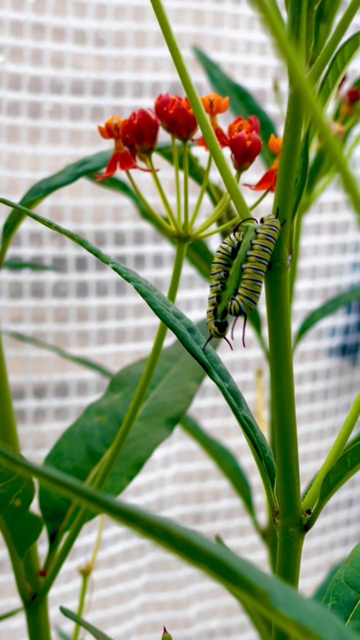 I thought they weren’t coming… and now? We have over 30 baby Monarchs crawling into their destiny. 🐛👑
They appeared almost overnight — like they were called by the Bloomkeeper herself. 🌸✨
Every leaf is alive with purpose. Every tiny caterpillar is a future miracle. 🦋💫
Stick around — this is just the beginning.
#MonarchCaterpillars #ButterflySanctuary #Blackborg #Bloomkeeper #GardenMagic #ButterflyReel #NatureHeals #CaterpillarChronicles #PollinatorPower #ViralNature #TransformationInProgress#butterflysanctuary #pollinatorgarden #butterflylifecycle #butterflykits #naturelovers #butterflyrelease