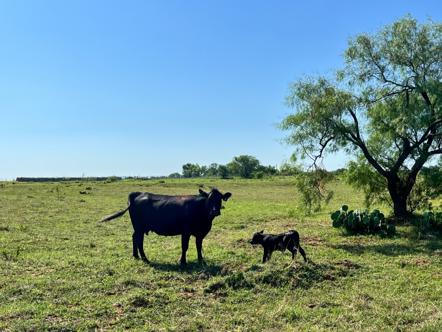 Four new hooves on the ground!