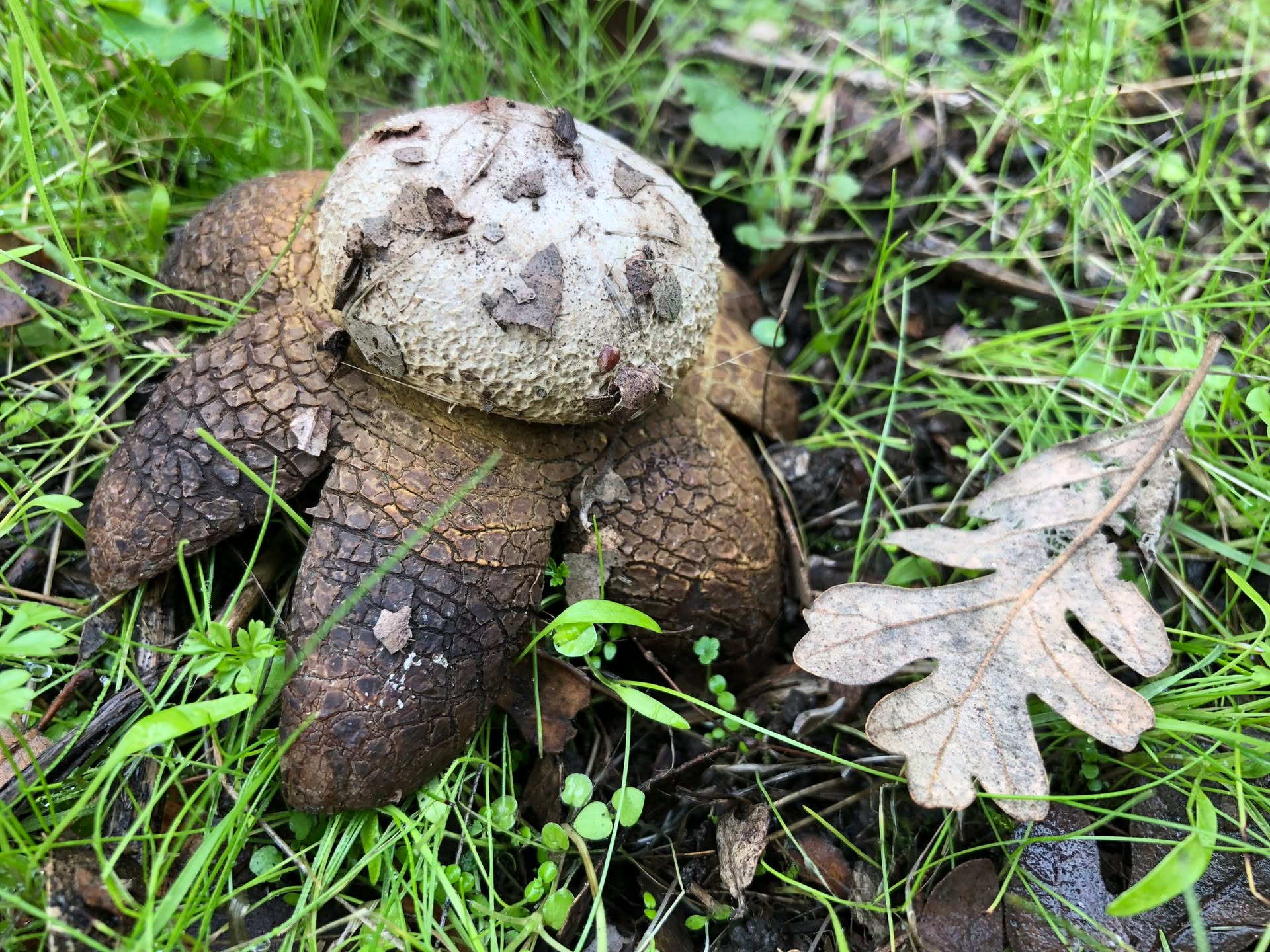 "Earth Star" by Tim Teske
Found in Rancho San Antonio park along the Rogue Valley Trail. Appeared shortly after a brief day of rain during an unusually dry season.
Learn more about Astraeus hygrometricus:
California Mushrooms- page 460
Mushrooms of the Redwood Coast- page 533
Date: December 23, 2017
Camera: Apple iPhone X
ISO Speed: 40
Exposure: 0.01 sec
Focal Length: 4 mm
Aperture: f/1.8
Flash Used: No
#mushroomphotography