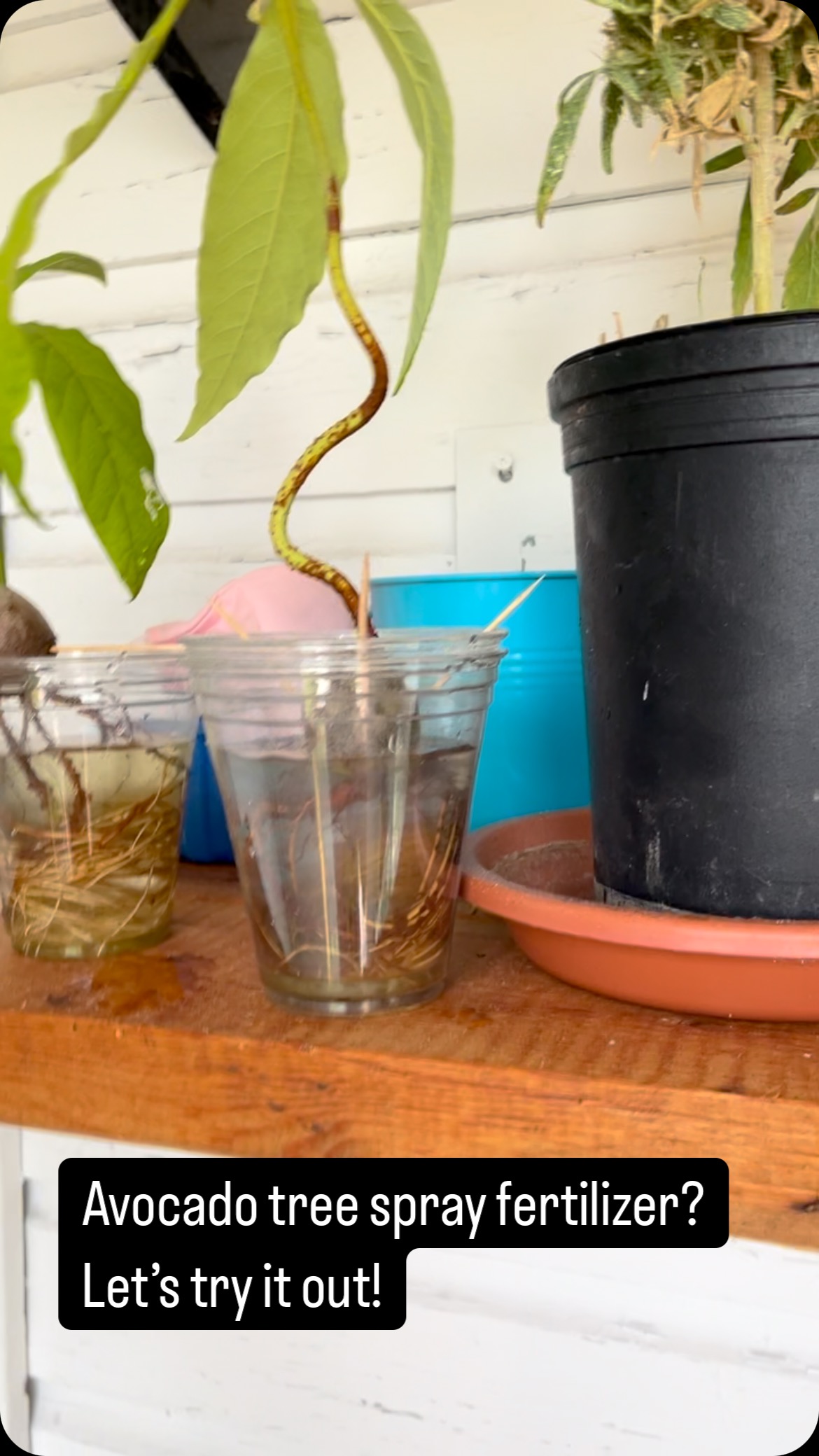 #avocado #avocado🥑 #avocadotree #hydroponics #gardening #summer #gardenera #diy #diwithchelsea