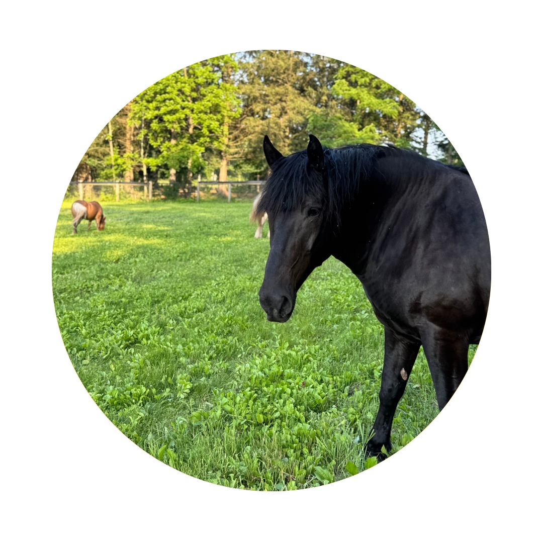 FULL MOON IN SAGITTARIUS
June 11 2025 @ 3:44 AM EST
This Full Moon squaring the nodes highlights negative thinking, self-imposed limits, fears etc. that lowers the vibe, prompting the question, "What can we release and where can we repattern our thinking in order to rediscover our optimism, luck, sense of adventure and excitement?"
With Jupiter’s recent shift into Cancer, conjoined with Mercury, this encourages meaningful dialogue to gain fresh perspective and encouragement- asking, "Who in our network can and might we reach out to for a pick me up when we need to be reminded of what our truest and best selves look and feel like?"
Simultaneously, it invites us to take some time to slow down and gently nurture our inner selves, so that we are refueled and ready to hit the ground running toward this expansion.
Upward and Onward 💫
#fullmooninsagittarius #astroweather #fullmoon #positivevibes❤️