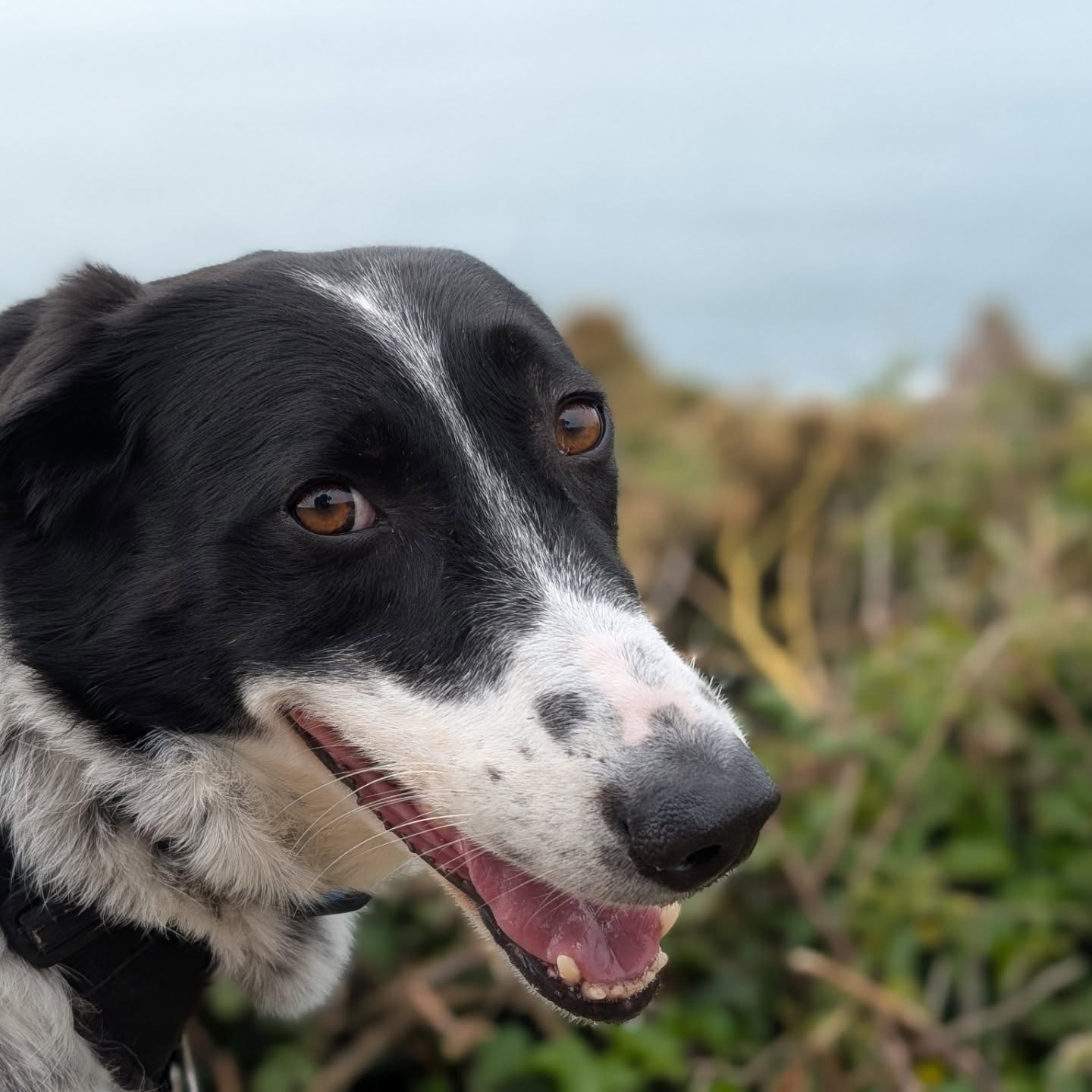 Its a beautiful day for walking the woofs on the cliffs
#bestofficeintheworld