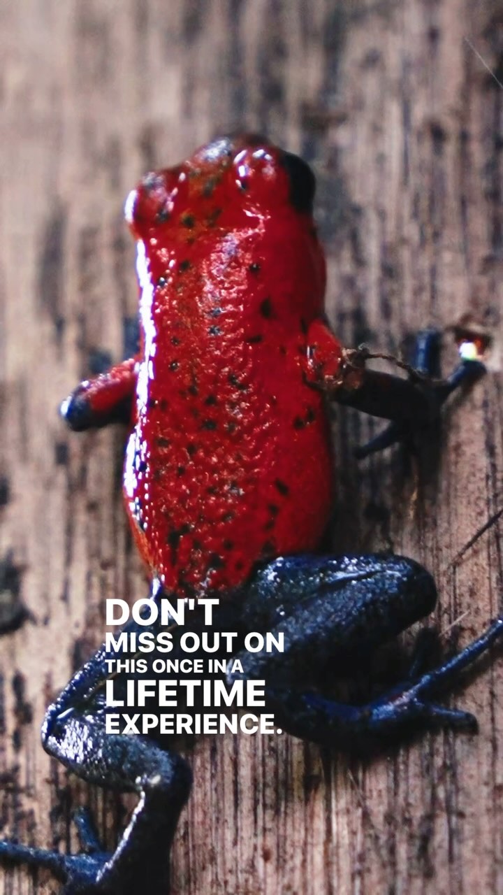 🚨 Ready to escape the ordinary?
Hold tight, this isn’t your average tour. 💨🌴
🌍 Deep in the heart of Costa Rica, we take you off the beaten path to places most tourists never see. Feel the adrenaline. Embrace the wild. Live the adventure.
🔥 Imagine cruising through jungle trails, dust flying, laughter echoing, and it’s all real.
This is the ride you’ll be talking about long after vacation ends.
👉 Spots fill fast! Book your off-road jungle adventure today and let the thrill begin.
🔗 Click the link in bio to reserve your seat now!
🎥 Captured by the amazing @mandalavisioncr — turning adventure into art.
#CostaRicaAdventure #OffRoadExperience #MandalaVisionCR #TravelCostaRica #ThrillSeekersWelcome #JungleVibes #visitcostarica #filmmakers #adventurethrillscr