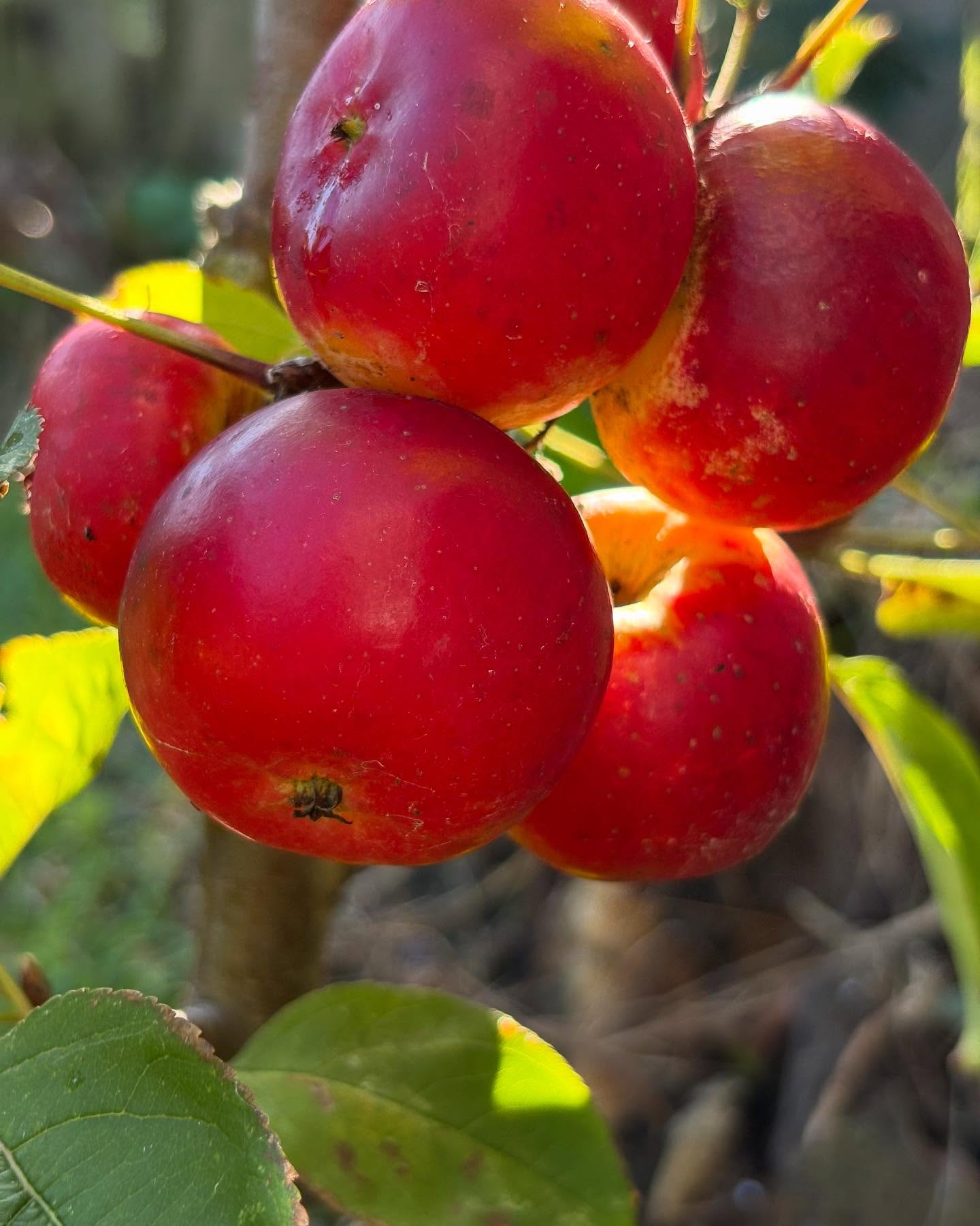 These crabapples were far too appetising for our resident birds - they have feasted!