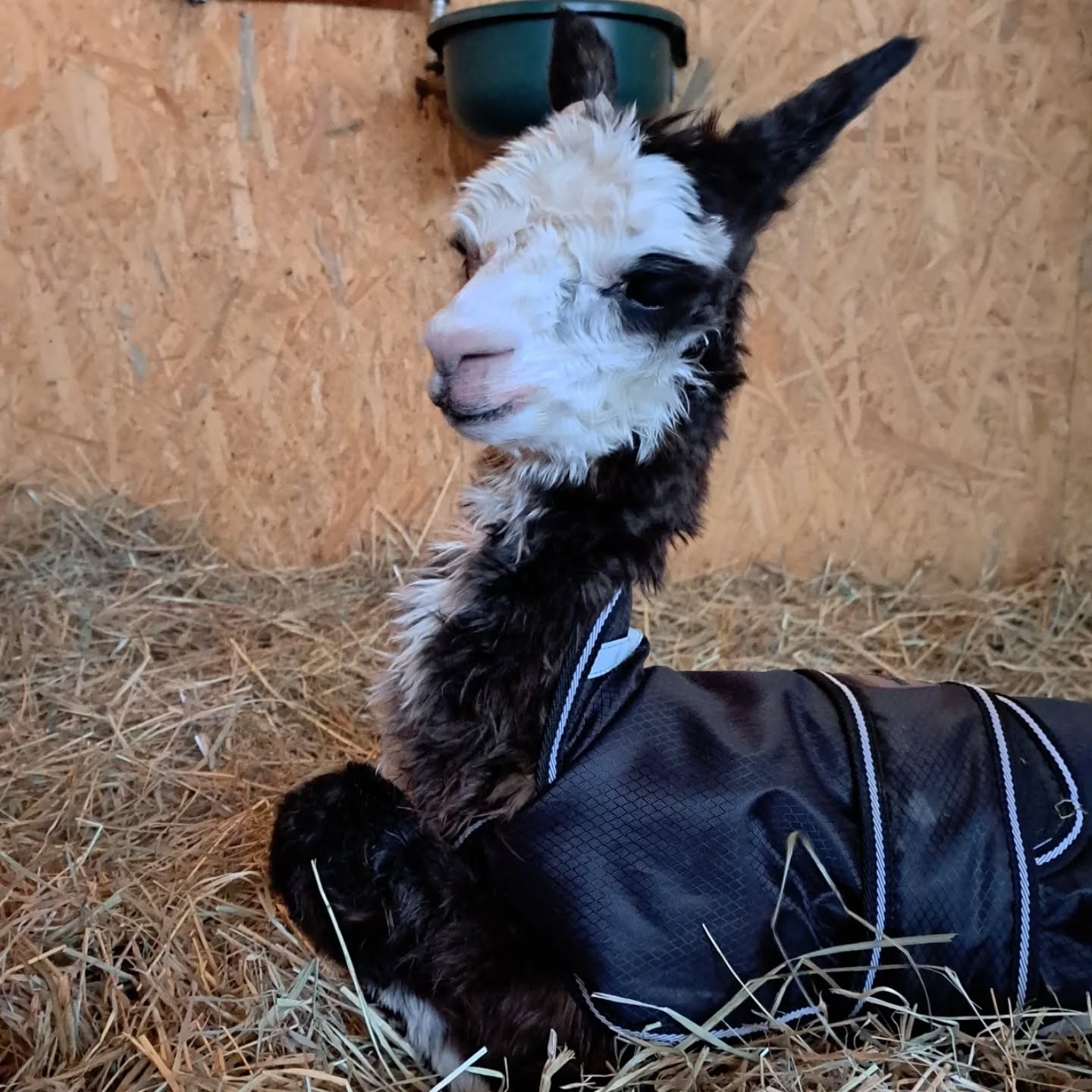 Herzlich Willkommen kleiner Crispin.
Crispin ist am 01.06.25 geboren. Einfach nur süß. 😍 Er ist von unserer Suri Zuchtstute AGLA Elfie und unserem Zuchthengst AWUT Mahpee.
Wir freuen uns so sehr ,dass wir einen weiteren Suri in unserer Herde haben. 😍 Was für ein süßer Bursche.