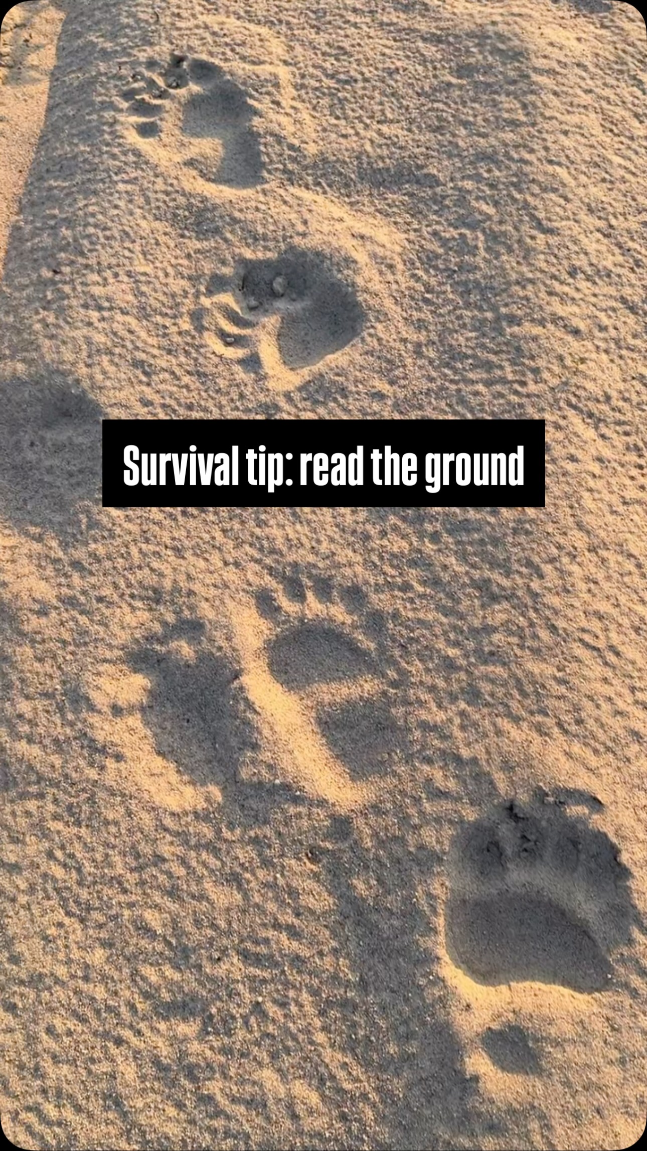 Wait for it 🐻
Out foraging for Saskatoons, we were chatting about how bears love these berries too. Suddenly, we hit a perfect “track trap” in the sand… a clear sign of recent activity. We paused, examined the bear prints, and just by paying attention to the signs nature leaves behind, we spotted the berry-munching culprit himself, completely unbothered in the field!
Tracking is so much more than just finding an animal. It’s about reading patterns, understanding movement, and developing an incredible awareness of your surroundings. These are crucial wilderness preparedness skills, extending far beyond wildlife encounters into vital applications like search and rescue operations.
Stay safe, stay aware, and keep those eyes peeled!
What’s the coolest track you’ve ever found? Let us know in the comments!
#bearsafety #blackbear #bearpaw #animaltracks #tracking #foraging #search #searchandrescue #berrypicker #coolfind #tracktrap #wildlife #wilderness #landbased #outdooreducation #stayaware #stayalert #survivaltips