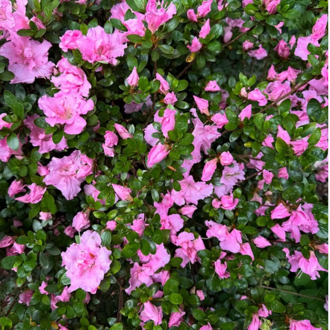 We're so impressed by the talent of our junior photographers! They've done an incredible job of capturing the weird and the wonderful at the 2025 Event.
Thank you to all of you for participating and sharing your images with us @jane.farneythompson @cadencewillis @olss.mith