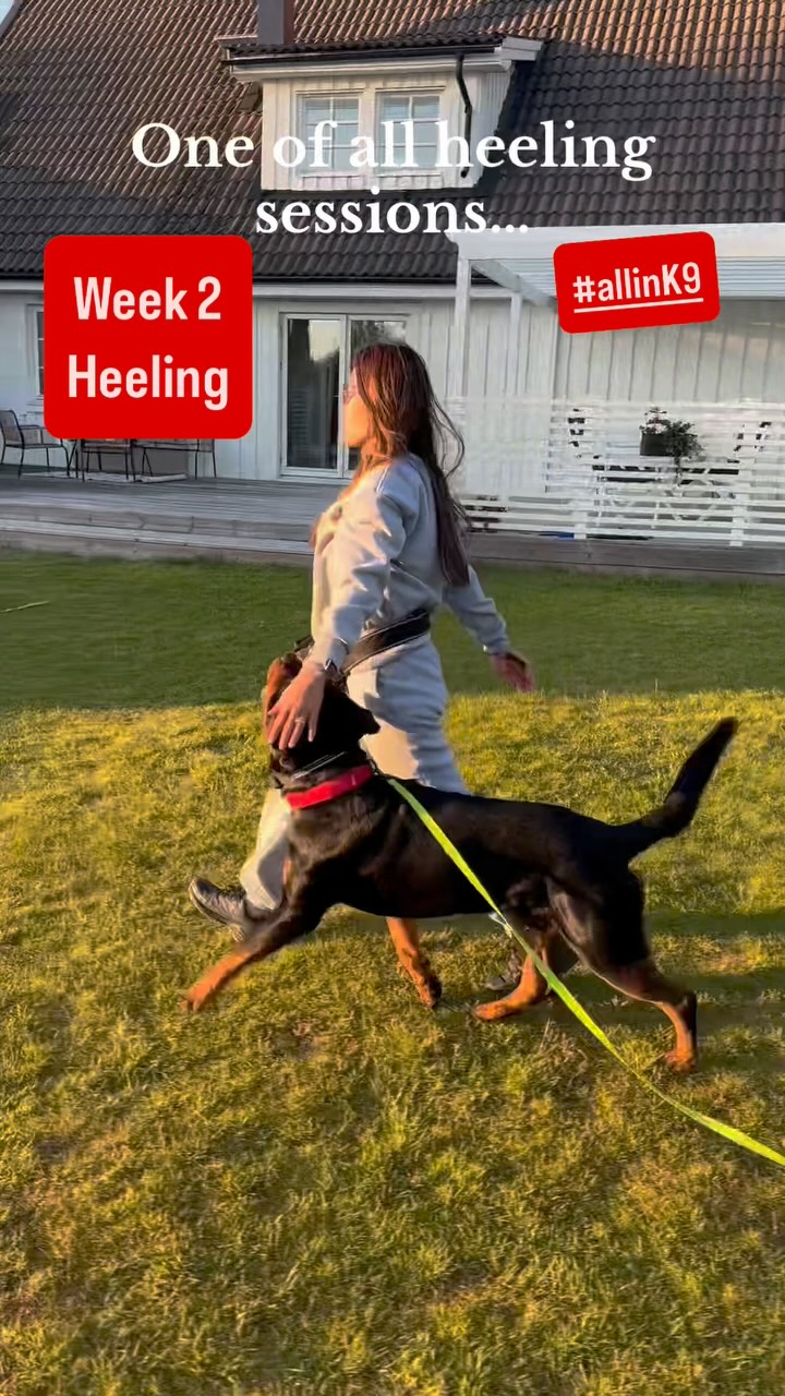 🐾 Heeling – more than just “walking by my side”
Week 2 of the #allink9 challenge with @k9ace1 and I focused even more on heeling.
Especially focused heeling. I want Ecco to maintain upward focus with his head, though I don’t expect a fully stretched neck.
There are so many elements to heeling – something I didn’t realize at first. Contact, engagement, precision, position, turns, distractions, attitude, duration, rear-end awareness, halts, tempo, entries… and each part needs to be trained separately before being combined into fluent heeling.
Our biggest challenges right now? Keeping consistent contact and focus when distractions are present – and helping Ecco stay tight in turns. That’s where we’re putting extra work. And when something doesn’t work, it’s not Ecco’s fault – it’s mine. If my body language, posture or timing is off, he can’t possibly know what I’m asking.
Last week, we used the ball a lot to build endurance. It helps, but it also causes Ecco to tilt his head and shift position as he focuses on the ball and I also get very stiff in my arm. That’s something I need to address – either by removing the ball or adjusting its placement.
🎯 Our goal in 30 days:
50 meters of focus heeling with consistent connection, clean position, steady pace in all gaits, joyful and fast halts, strong engagement in the heel position, and the ability to work in silence – no words, no fuss, just focus and flow.
That’s just a milestone. The full picture of our heeling will take much longer – and we’re not in a rush. Quality takes time.
💬 Do you train heeling? What’s your biggest challenge right now?
#heeling #dogtraininglife #obediencetraining #rottweiler_world #rottweilers_of_insttagram #focusedheeling #dogsport #teamwork #canineconnection #heelwork #buildingfoundations #workingdog #lottadogpt