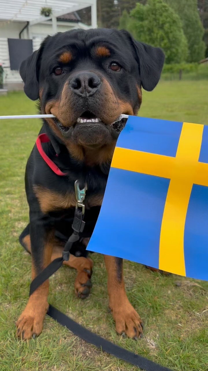 We don’t have any flagpole in the new house so Ecco so Ecco holds the flag instead.
Happy Swedish National Day🇸🇪☀️🐾
#rottweiler #rottweilerlife #rottweilerlove #swedishnationalday