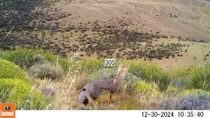 🦊 El zorro chilla en la Patagonia
También conocido como zorro gris, el Lycalopex griseus es una de las especies más adaptables del sur de Chile. Habita diversos ambientes, desde zonas áridas hasta matorrales y estepas, como las de Cerro Guido.
Cumple un rol ecológico importante como mesodepredador, regulando poblaciones de pequeños mamíferos, insectos y aves, y también consumiendo carroña. Su presencia es un indicador de salud del ecosistema.
A través del monitoreo con cámaras trampa, obtenemos información clave sobre sus patrones de actividad, distribución y posibles interacciones con otras especies. Estos datos son fundamentales para avanzar en estrategias de coexistencia armónica entre la fauna silvestre y la actividad ganadera.
@bushnelltrailcams @estancia.cerroguido
#ZorroChilla #LycalopexGriseus #CerroGuido #CienciaYConservación #CámarasTrampa #FundaciónCerroGuido #FaunaPatagónica #Coexistencia