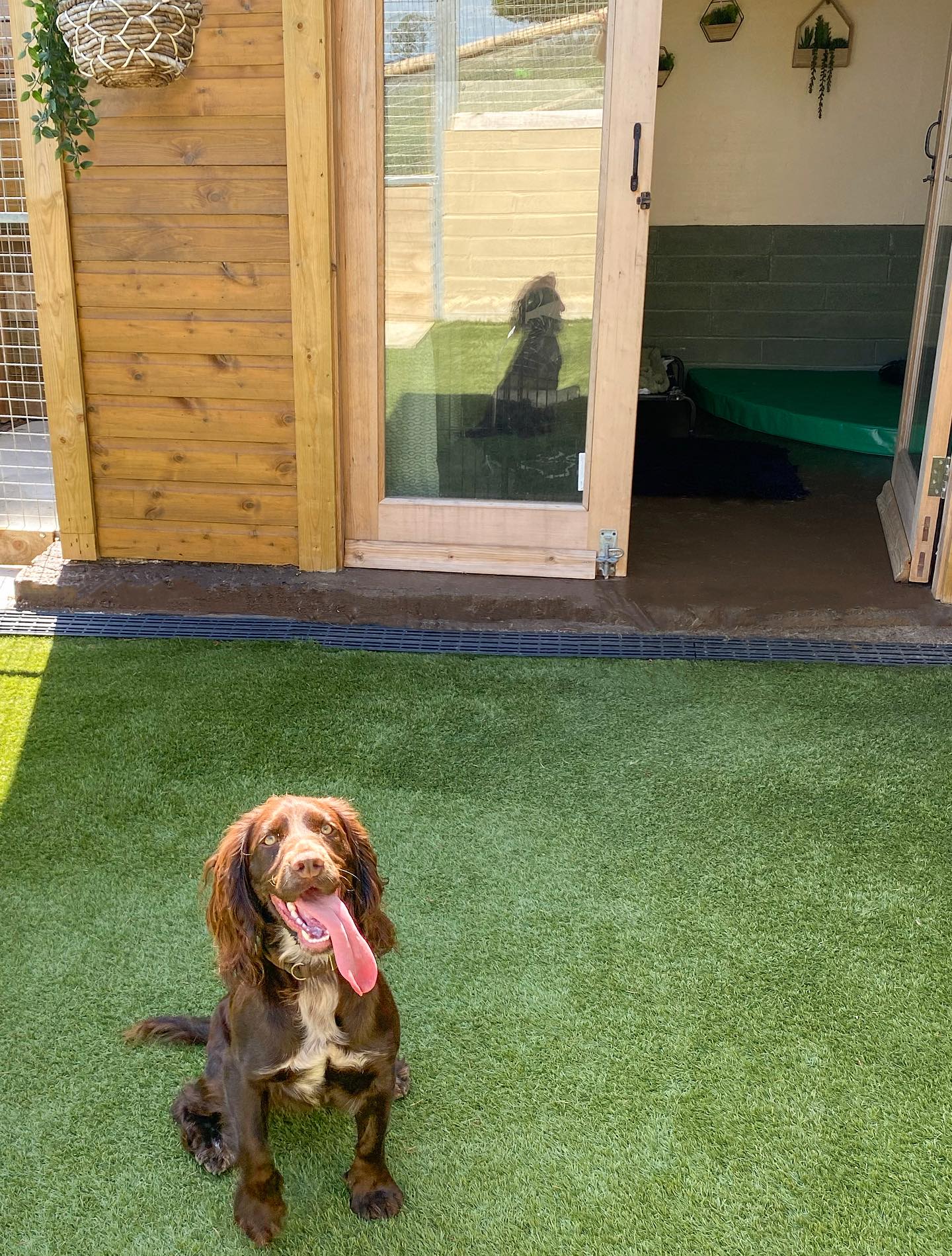 Pups deserve a holiday too 💚🐶🐾
#dogsholiday #dogboarding🏡 #spaniellove #pethotel #luxurydogkennels #dogboardingbusiness #yorkshiredogs #happydoggo
