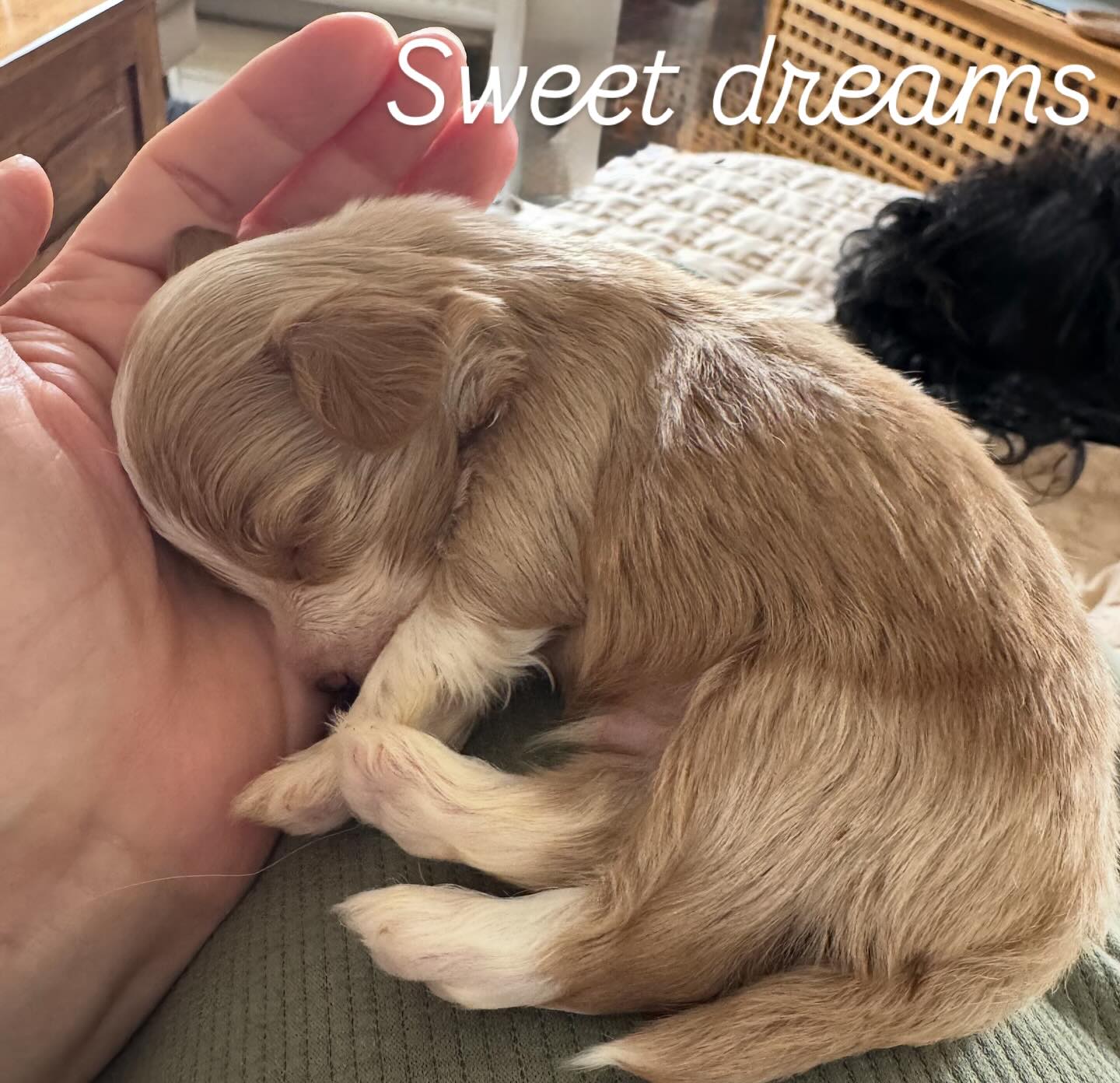 Was er wohl träumt?
##havaneselover #havanna #puppies #puppie #puppygram #puppielove #puppylife‘*. #welpenliebe #welpe #therapiehund #breeder #breeders
#breederlife #zucht
#niedersachsen#hannover#sehnde#züchterstolz
#stolzemami #zuchtmitherzundleidenschaft
#for#you#page#foryoupage#puppiesofinstagram#