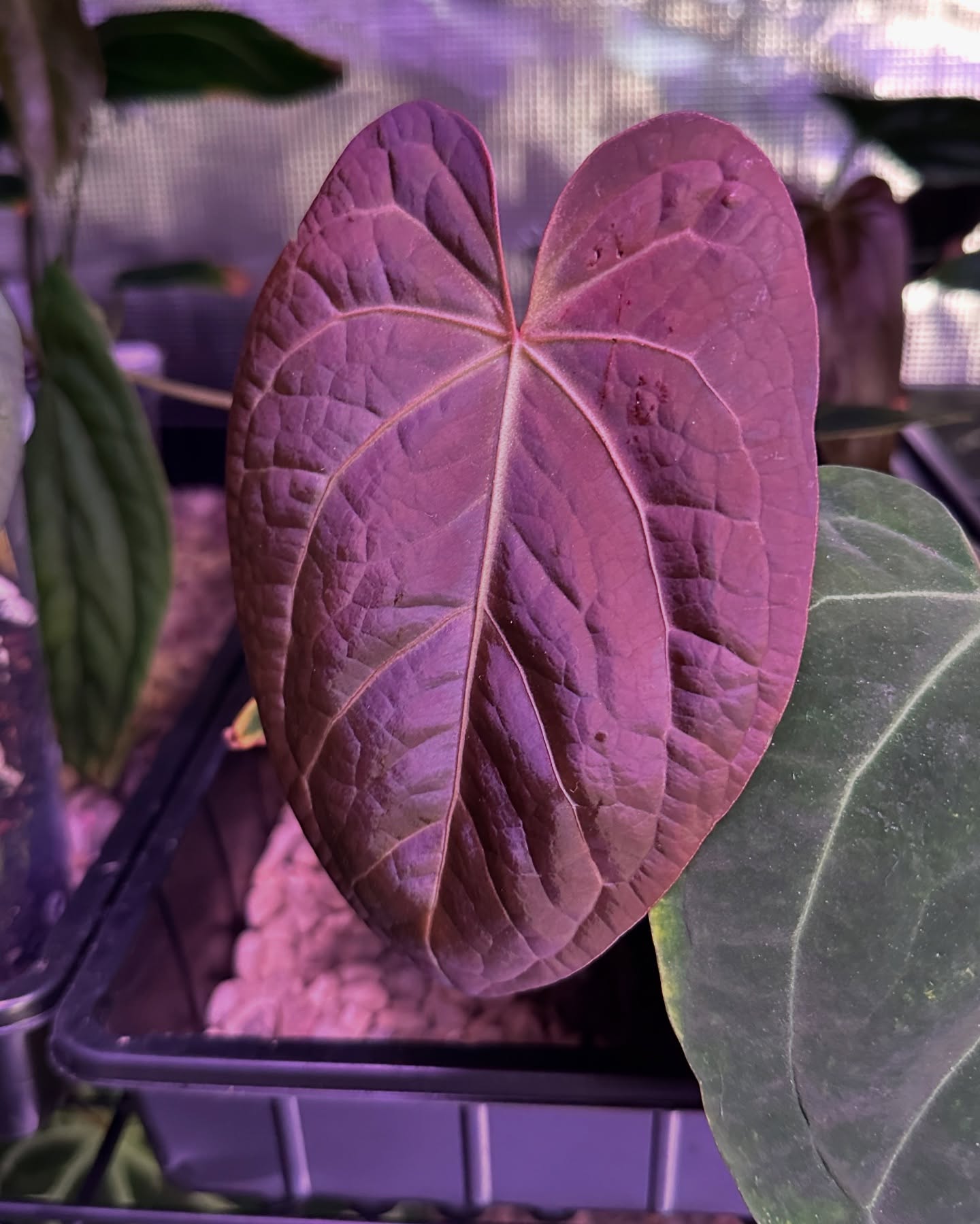 Griege x Red Crystal X Carla x Dress
#anthurium #darkfoliage #foliagelover #aroidlover #aroidaddict #anthuriumsofinstagram #tropicalplants