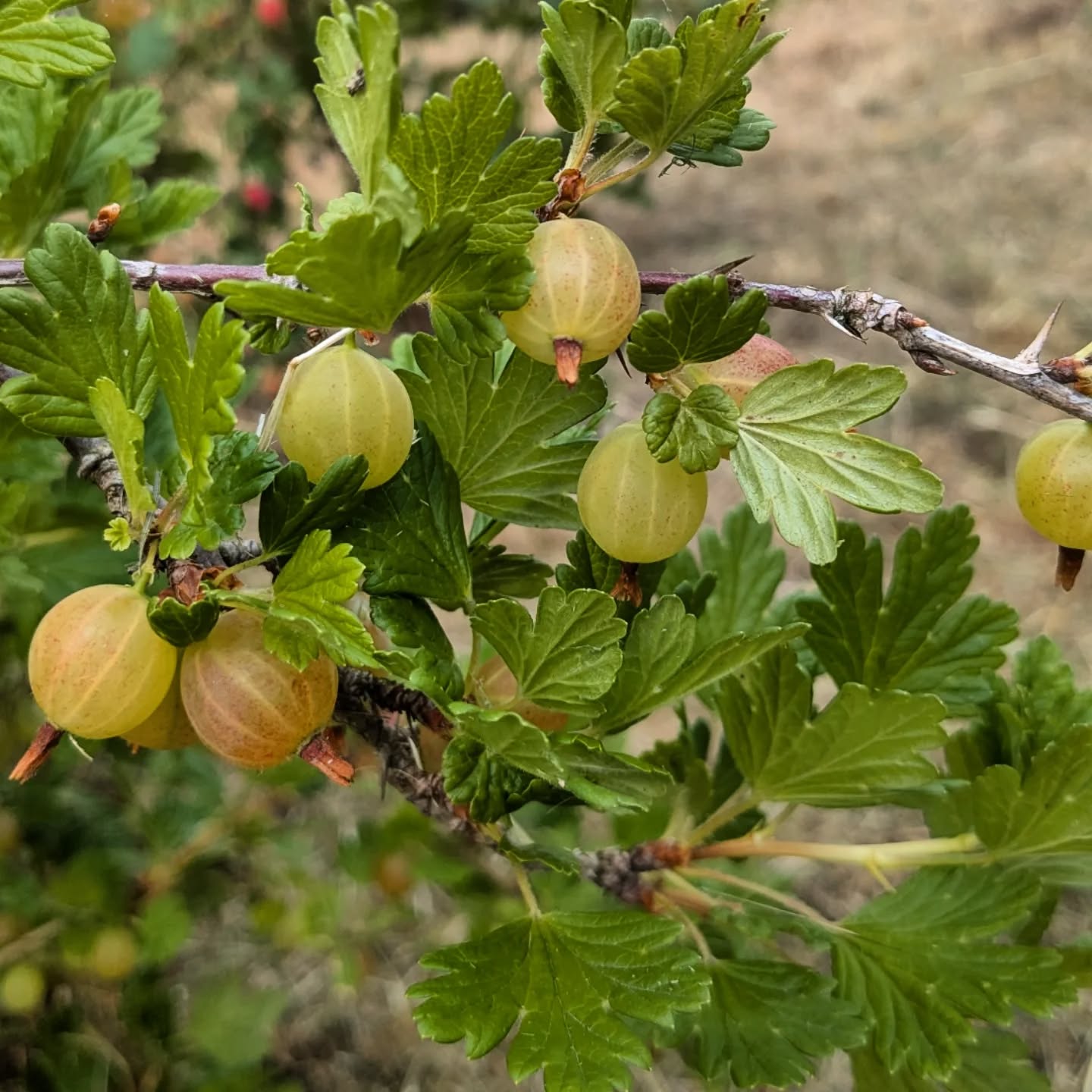 The garden is looking beautiful! We had a really lovely meet up this afternoon, just working through jobs, chatting and enjoying time outside 😁
Our big monthly meet up is this Saturday 7th June at 10am - hope to see you there!
#communitygardening #nature #GrowTogether #growingourown