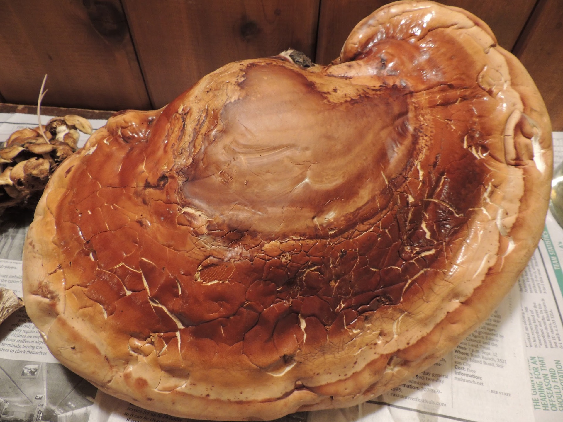 "Reishi Mushroom" by Katherine Elvin
Lisa's finds. "The lingzhi mushroom or reishi mushroom is a species complex that encompasses several fungal species of the genus Ganoderma, most commonly the closely related species Ganoderma lucidum, Ganoderma tsugae, and Ganoderma sichuanense." (Wikipedia)
Date: September 18, 2015
Camera: NIKON COOLPIX P510
ISO Speed: 400
Exposure: 0.08 sec
Focal Length: 4 mm
Aperture: f/3.0
Flash Used: No
#mushroomphotography