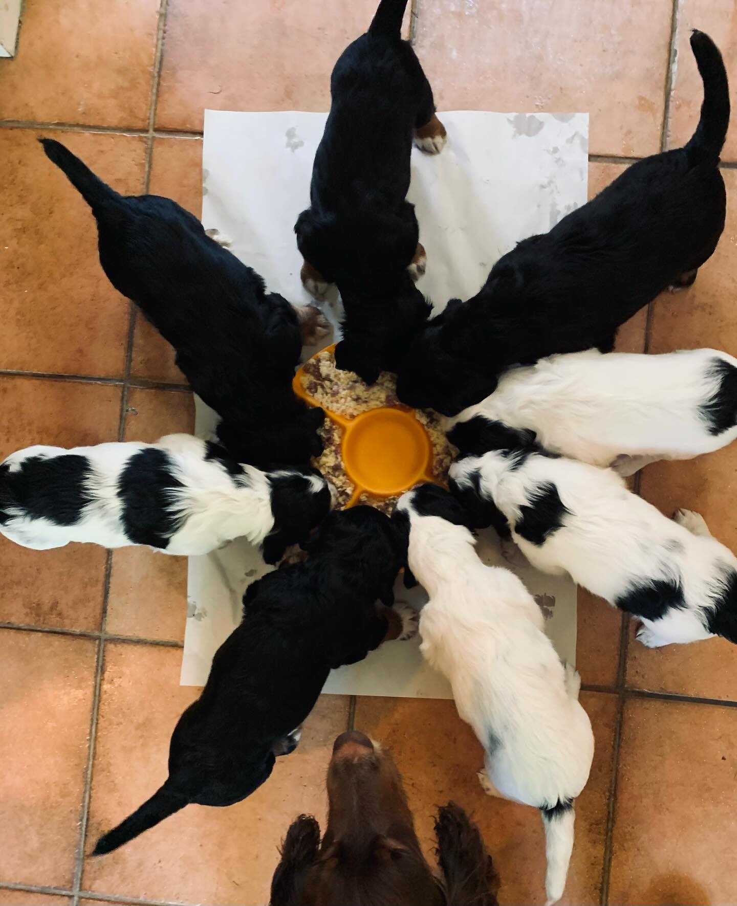 3 years old - Happy Birthday Phoebe’s Babies! ❤️❤️