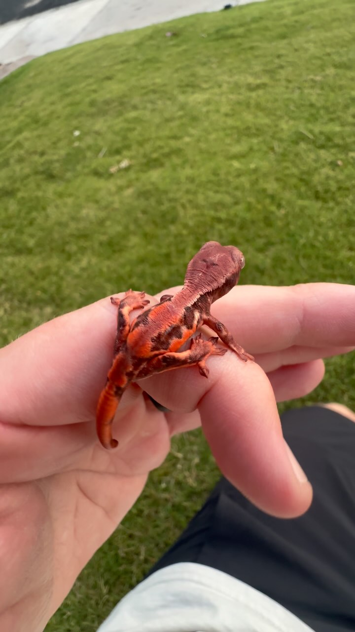 We hit another home run today as the season starts to heat up, not 1 but 2 more Lilly ChoCho’s!! THE SECOND ONE IS CRAZY. 🤘🏼 🔥 #chocho #chochocrestedgecko #rubyreptiles #lillychocho