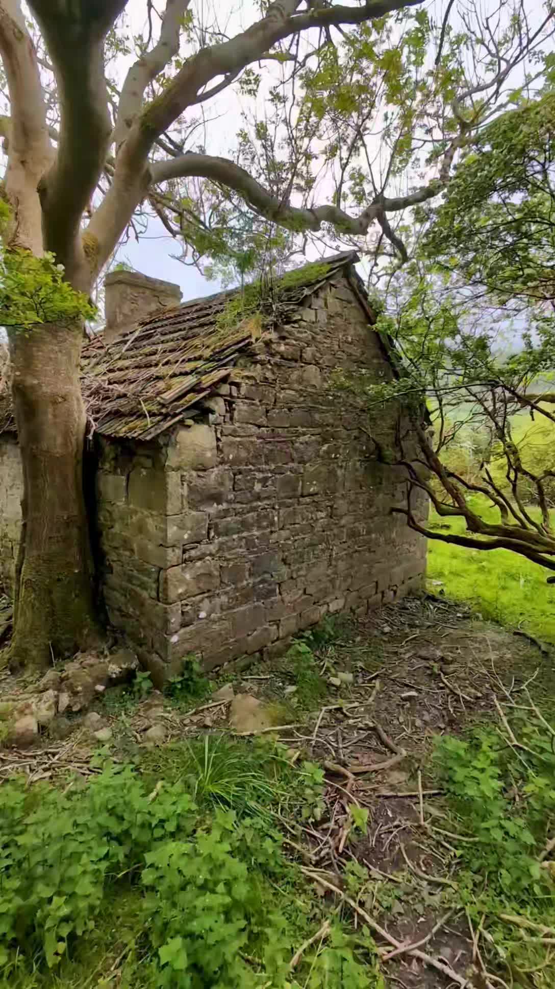 Nature is winning, but these walls can still talk
#ruinsphotography #irelandinfocus #irishculture #ruins #cottage #irishculture