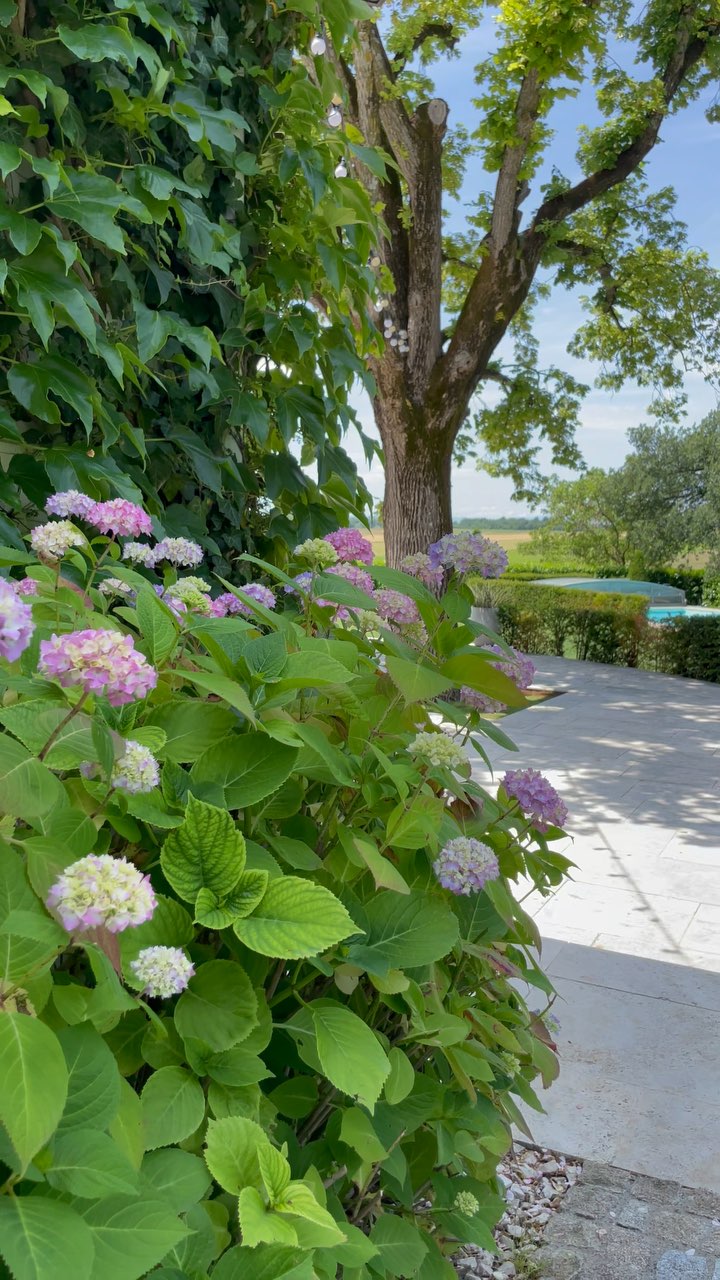 🌸 Les Hortensias en Fleurs au Cœur du Domaine