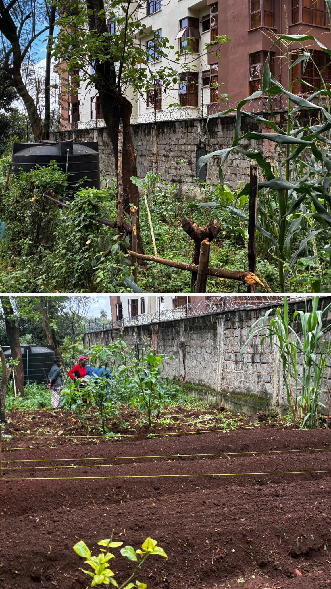 It’s truly rewarding to witness the transformation that’s taken place on this site, within just one intensive week, spread over three weeks. The progress has gone beyond our expectations, thanks to the dedication of the incredible support staff 🌱🌿🌾🪻👊
Together, they’ve turned an existing shamba into a more functional permaculture space, now featuring basic water management strategies, organized raised rows that help guide water flow, an introduction to land contour mapping, soil building techniques, integrated pest management (IPM), mixed cropping systems, and a renewed focus on ongoing care and site restoration🐞🐝🌾
This work ties directly into their broader initiative on mental health and prosperity, because true sustainability includes the wellbeing of both people and the land 🤲
We can’t wait to see how things evolve in the coming months! 🌳🌱🌿💦🌾🐝