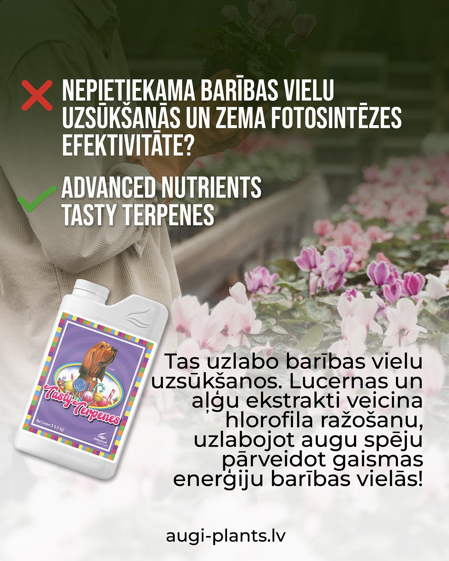 Advanced Nutrients mēslojums Tasty Terpenes ir paredzēts, lai risinātu vairākas problēmas, kas saistītas ar augu attīstību, īpaši ziedēšanas fāzē. Šeit ir galvenās problēmas, ko tas palīdz novērst, un kā tas darbojas:
1. Vāji un trausli stumbri
Tasty Terpenes satur aminoskābes, kāliju un augu ekstraktus (piemēram, aļģu un lucernas miltus), kas stiprina augu stumbru struktūru. Tas palīdz augiem izturēt smagākos ziedu slodzes un uzlabot ūdens un barības vielu transportu caur ksilemu .
2. Ziedu izmēru un blīvuma trūkums
Produkts ir bagāts ar kāliju, kas ir būtisks ziedēšanas fāzē, lai stimulētu lielāku un blīvāku ziedu veidošanos. Tas arī uzlabo terpēnu un sveķu ražošanu, padarot ziedus kvalitatīvākus un aromātiskākus .
3. Zema fotosintēzes efektivitāte
Lucernas un aļģu ekstrakti veicina hlorofila ražošanu, uzlabojot augu spēju pārveidot gaismas enerģiju barības vielās. Tas ir īpaši svarīgi ziedēšanas fāzē, kad augiem nepieciešams vairāk enerģijas .
4. Stresa apstākļu ietekme
Tasty Terpenes palīdz augiem pielāgoties neļautīgiem apstākļiem, piemēram, karstumam vai sausumam, uzlabojot stumbru un lapu struktūru, kā arī stimulējot stomatu darbību .
5. Nepietiekama barības vielu uzsūkšana
Produkts ir saderīgs ar visām hidroponiskajām sistēmām un augšanas vidēm, ieskaitot kokosšķiedru un augsni. Tas uzlabo barības vielu uzsūkšanos, īpaši ziedēšanas fāzē .
Ja jūs vēlaties uzlabot savu ražu kvalitāti un kvantitāti, Tasty Terpenes ir labs risinājums, lai stiprinātu augus un palielinātu ziedu masu.
Šo un vēl citus mēslojumus varat iegādāties AUGI-PLANTS.LV Veicam pasūtījumu piegādi visā Baltijā ar omnivu.
#telpaugi #istabasaugi #mēslojums