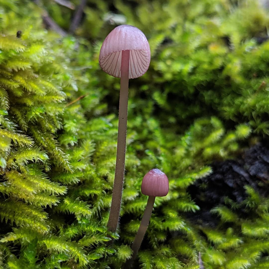 "Purple Mycena" by Michelle Torres-Grant
Michelle C. Torres-Grant took this picture attending 2018 Santa Cruz Mycoflora Foray.
We had some rain so we were focused on the small and tiny. Glad we did.
#mushroomphotography
mc.in.kauai