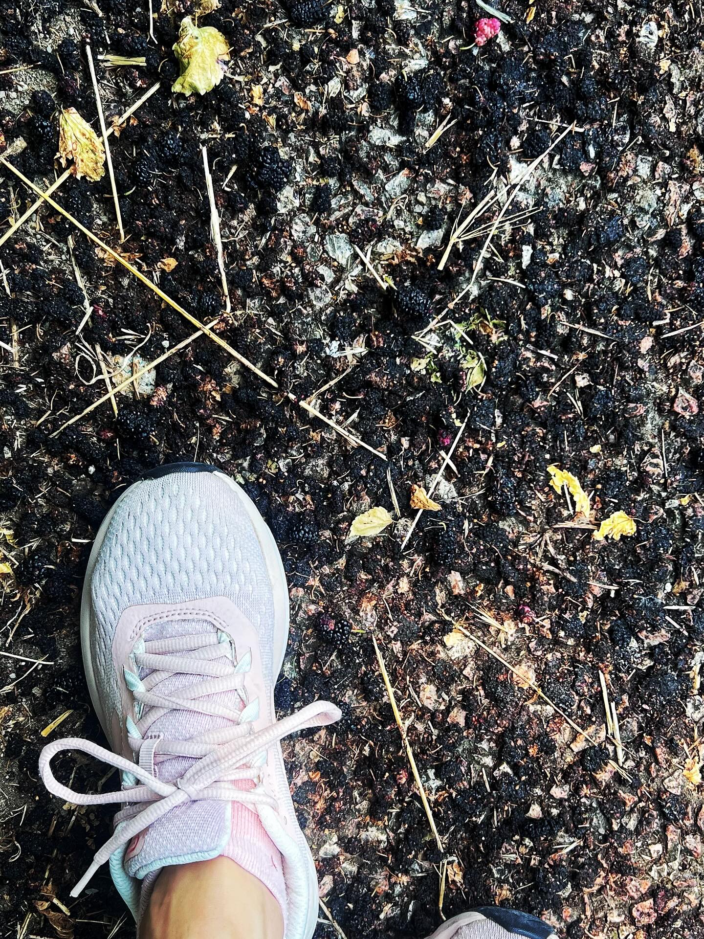 In questi giorni, camminando per la città, vi sarà capitato di rimanere impelagati in una marmellata di more di gelso nero “da marciapiede”. I gelsi in passato sono stati protagonisti del verde pubblico e privato della città. Ce n’è uno sulla rotonda all’inizio di via Adua, uno appena prima del ponte di San Pellegrino. Moltissimi erano nel giardino della Reggia di Rivalta (uno in particolare aveva un innesto spontaneo di un ramo di ciliegio).
Il gelso è anche uno dei legni usati per realizzare le botti in cui invecchia l’ABTRE.
Questa che segue non è una ricetta.
È un omaggio alle batterie di botti utilizzate per la produzione dell’Aceto Balsamico Tradizionale di Reggio Emilia. I legni con cui si costruiscono le botti sono gli stessi da secoli e sono responsabili del sapore così caratteristico e riconoscibile dell’ABTRE. Il rovere, il castagno, il ciliegio, il ginepro, il gelso, il frassino e l’acacia sono le essenze previste dal disciplinare che ne regolamenta la produzione e sono tutte caratteristiche della vegetazione del territorio emiliano.
Da Marta in Cucina questo piatto ha avuto molte versioni.
A primavera inoltrata, alla fioritura delle acacie e quando gli alberi da frutto cominciano a caricarsi di ciliegie e more di gelso, la batteria di botti è stata una ricca macedonia di frutta fresca e fiori di acacia pastellati e fritti cosparsi della scorza balsamica e resinosa di bacche di ginepro acerbo. In estate, avendo fatto tesoro dell’abbondanza primaverile, le ciliegie sono diventate un sorbetto, le more di gelso una confettura smorzata dal tocco amaro del miele di castagno.
Nei mesi più freddi il piatto è diventato un mont blanc tutto emiliano, con la purea di castagne aromatizzata con un rum molto tanninico dal profumo di rovere, la meringa al ginepro e la confettura di frutta. Così come avviene nelle acetaie, questo piatto deve essere la vostra personalissima ricetta. Sapete quali sono gli ingredienti, ora non vi resta che combinarli come più vi piace.
La regola è una sola: come da disciplinare, il piatto deve contenere almeno cinque delle essenze a disposizione
#reggioemilia #visitemilia #abrte @acetobalsamicotradizionale