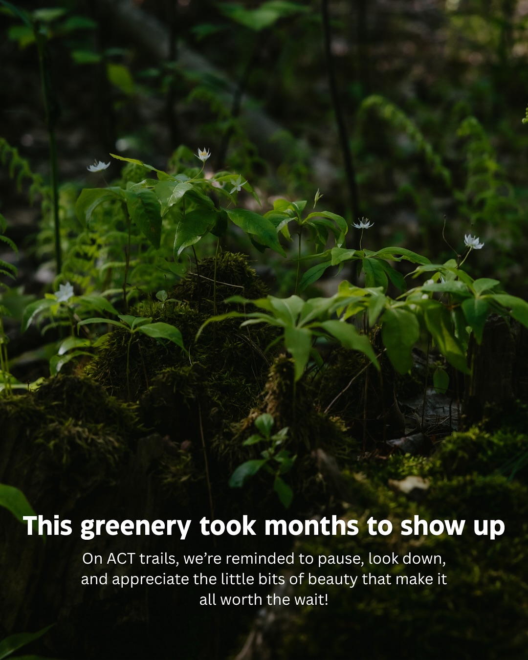 The Welch Woods are looking lush these days! 🌿
#mainelife #mainetrails #mainehikes