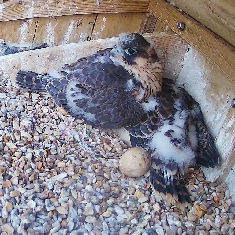 The 2 Lister Mills youngsters snuggled up on a chilly evening. Follow live on our web cam - check the the link in the bio
#peregrinefalcon
#natureinspired