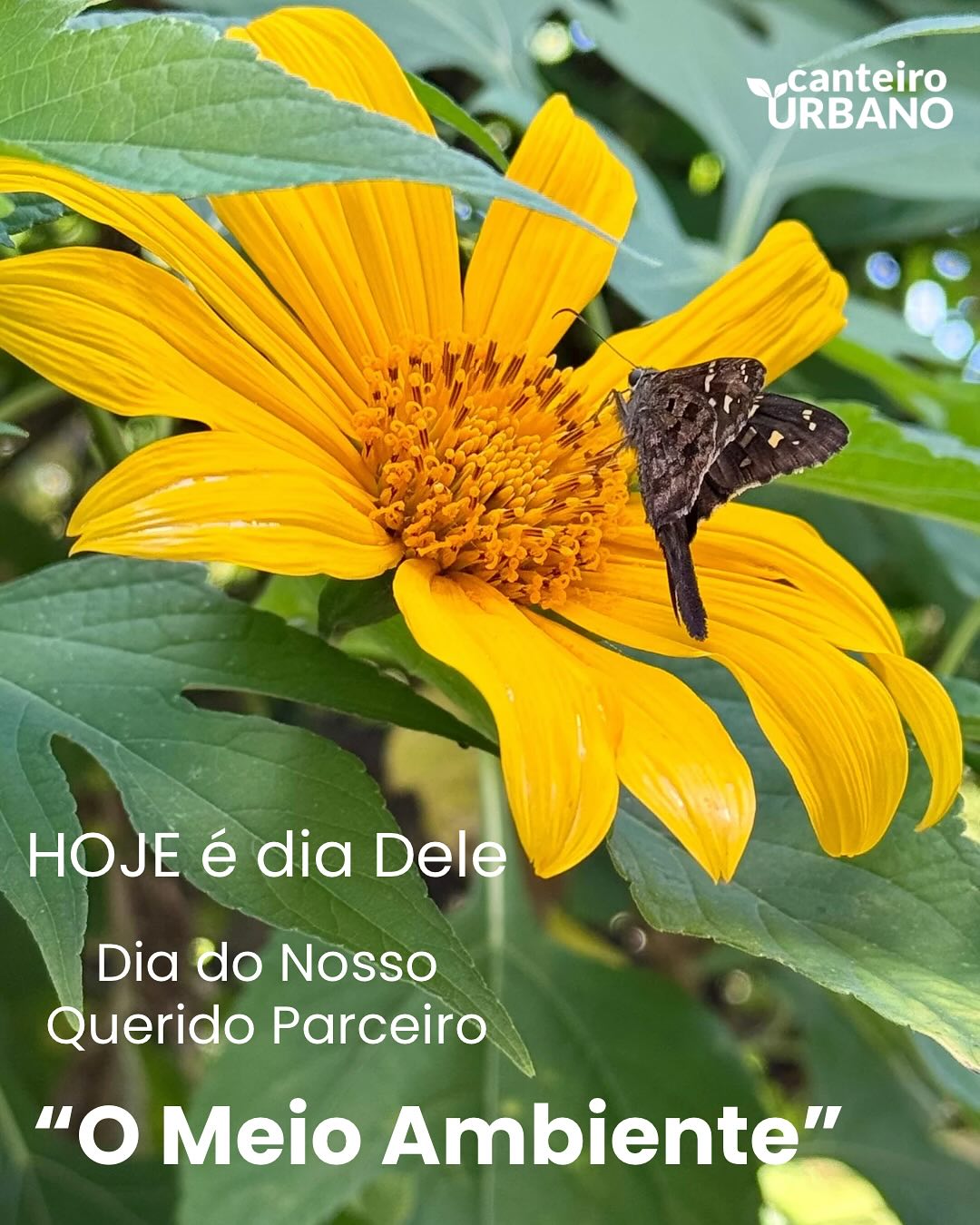 Dia do Meio Ambiente
Sem ele nosso trabalho não existiria
Meio Ambiente
Receba nosso
Carinho & Gratidão
pelo dia de Hoje