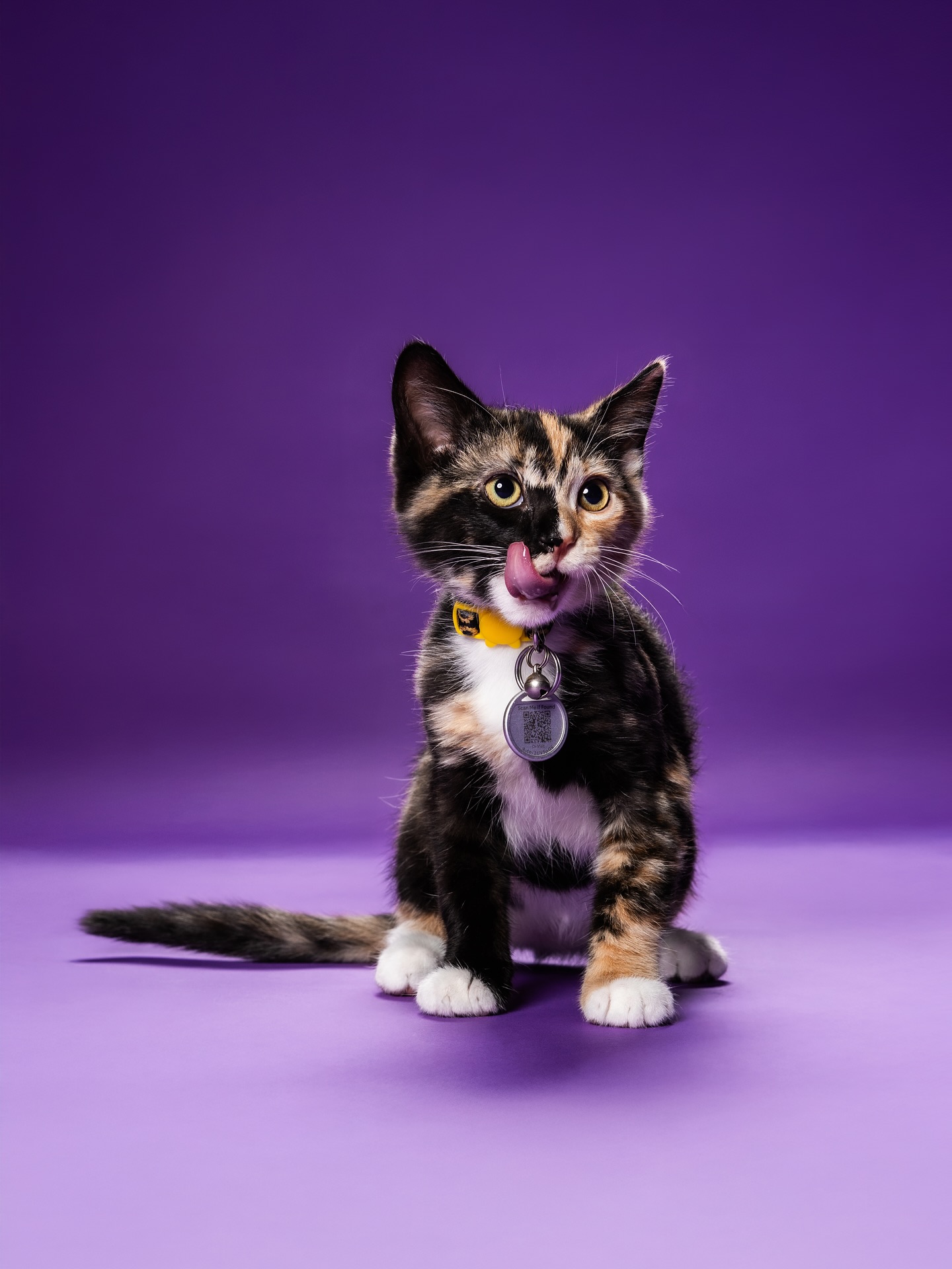 🐱✨ Fierce. Fluffy. Photogenic.
Studio lights, a little sass, and a lot of purr-sonality—this feline brought the energy and elegance. 🐾📸 Who says only humans can slay in portraits?
@missdezzii @missdezzii_does_cosplay
Shot at Vyrus Studios using the Sony 85mm f/1.8 and 50mm f/1.8, paired with perfect lighting to catch every whisker and side-eye. 🔥
Would your cat sit for a session like this? 😼👇
Tag a cat lover who needs a glam day!
#CatPortraits #StudioCat #JumpRAW #PetPhotography #VyrusStudios #FelineFierce #PurrfectShot #CatModel #SonyAlpha #PetPortraits #WhiskerDetails #FluffyAndFamous