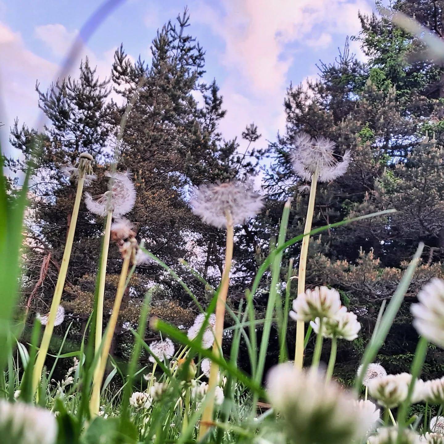 Spring lullaby. Birds all around. World turning. Still on the ground.
#simplelife #gaia #essentials #auclairdelasource #lanarce