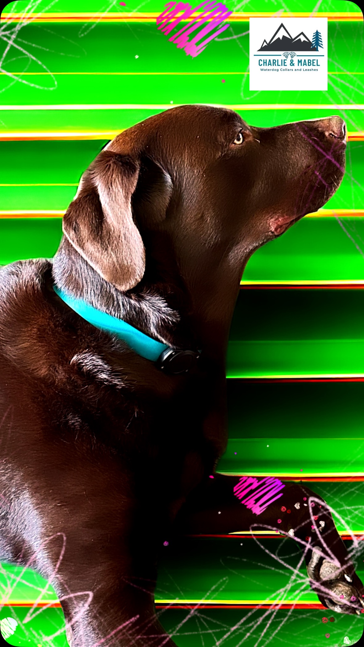 #buylangleybc #buybc #langleycity #yvrdogs #yvrdogsofinstagram #buylocalbc #bcdogs #langleybc #bipocandlocalmarketplace #charliemabelcollars