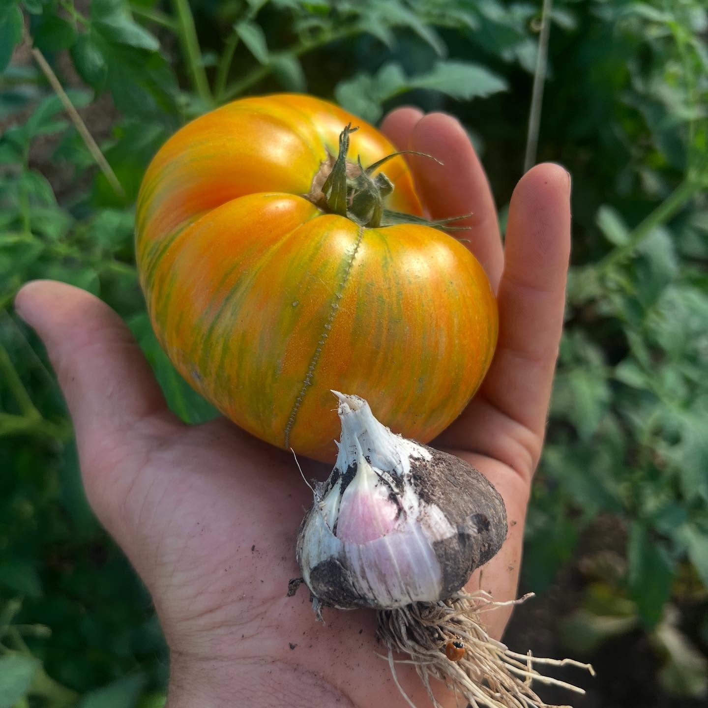 Tomato and garlic season has officially arrived ‘round here :)