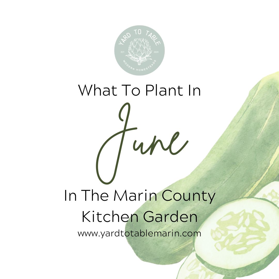 It's June and there is still time to plant your warm season, summer gardens! With the longer days, the heat, and ample water summer gardens grow relatively quickly, so your garden will be overflowing with goodness soon!