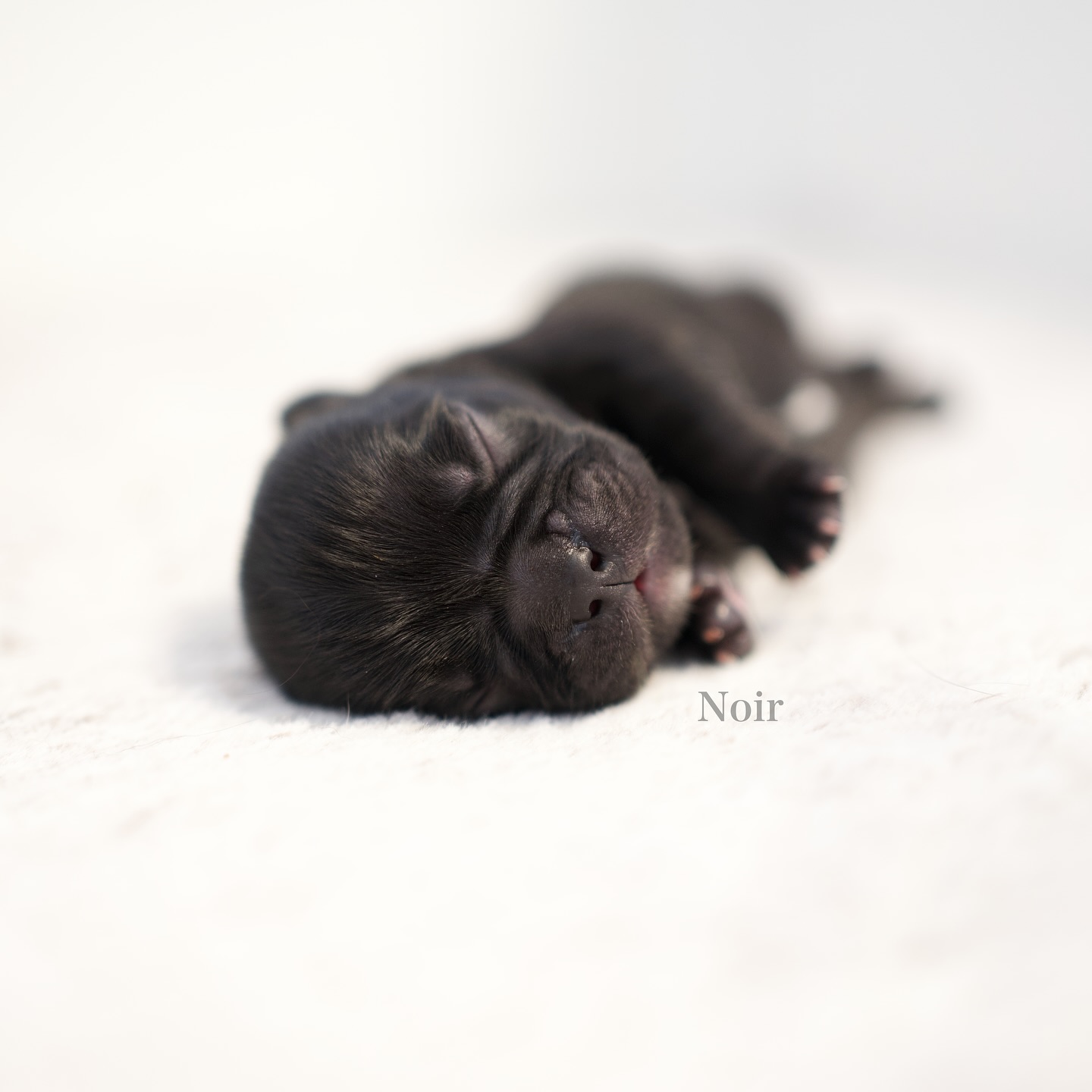 7/7 – Noir 🖤
Geboren um 06:57 Uhr mit 230g – unser Letzte im Bunde. 😍
Lackschwarz kam er auf die Welt – mittlerweile trägt er an den Pfoten zarte braune Stiefelchen. 👢
Noir – das französische Wort für „schwarz“.
Er ist ruhig, anhänglich, zuckersüss – einfach zum Verlieben. 🥹🖤
Einer, der sich immer leise dazwischenfügt, der an der Brustbar genügsam schmatzt und doch irgendwie tief berührt.
Ein Dickerchen, dass weiss wie man Herzen klaut. 😍🥹
Und obwohl er der Letzte war, spürt man in ihm genauso viel Kraft und Zauber wie in allen anderen. ✨
Mit Noir endet unsere Vorstellungsrunde –
und mit ihm beginnt für alle sieben bald ein neues Kapitel:
Denn ja – alle sieben Welpen haben bereits wundervolle zukünftige Familien gefunden. 🏡
Aber bis dahin dürfen sie noch bei uns wachsen, toben, kuscheln und einfach ganz viel Babyhund sein. 🐶💕
#AlphaBully #sportlichebulldogge #französischebulldoggen #bulldoggswithnoses #bullymitnase #healthyfrenchie #frenchiesofinstagram #sportlichefrenchies #nasenbär #retrofrenchie #französischebulldogge #französischebulldoggedeutschland #französischebulldoggeschweiz #bullysmitnase #frenchiebreeder #bulldoggezüchter