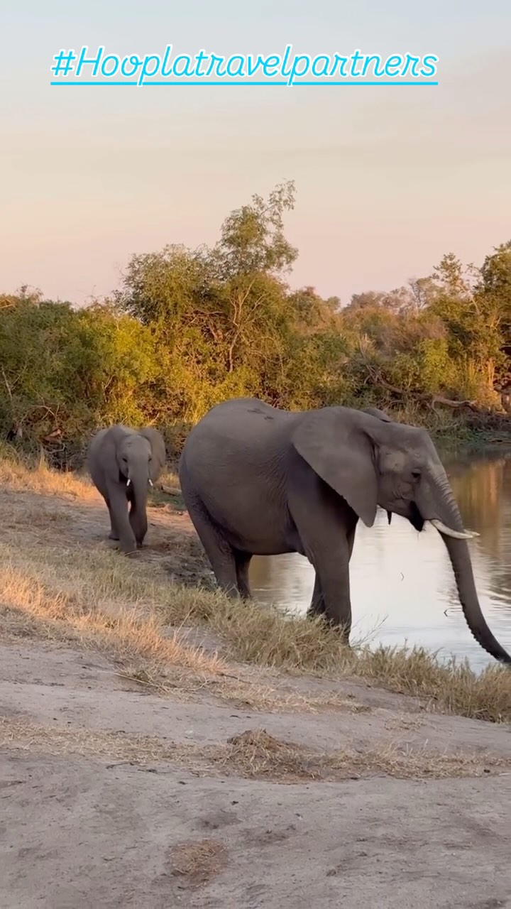 Thinking about a safari with your team anytime soon? We have the on-the-ground information. 🐘🌍
From private game drives and luxury lodges to unforgettable sundowners in the bush, we know how to craft once-in-a-lifetime experiences that go beyond the brochure with insider access, seamless logistics, and curated moments your team will never forget. Let us help you trade the boardroom for the savanna—because incentive travel should be as extraordinary as your people.
#Hooplatravelpartners #Hooplatravel #Safari #Bootsontheground #RewardsTravel #SafariInStyle #TeamTravelGoals #IncentiveAdventure #LuxurySafari #CorporateRetreat #OnTheGroundExperts #travelwithpurpose